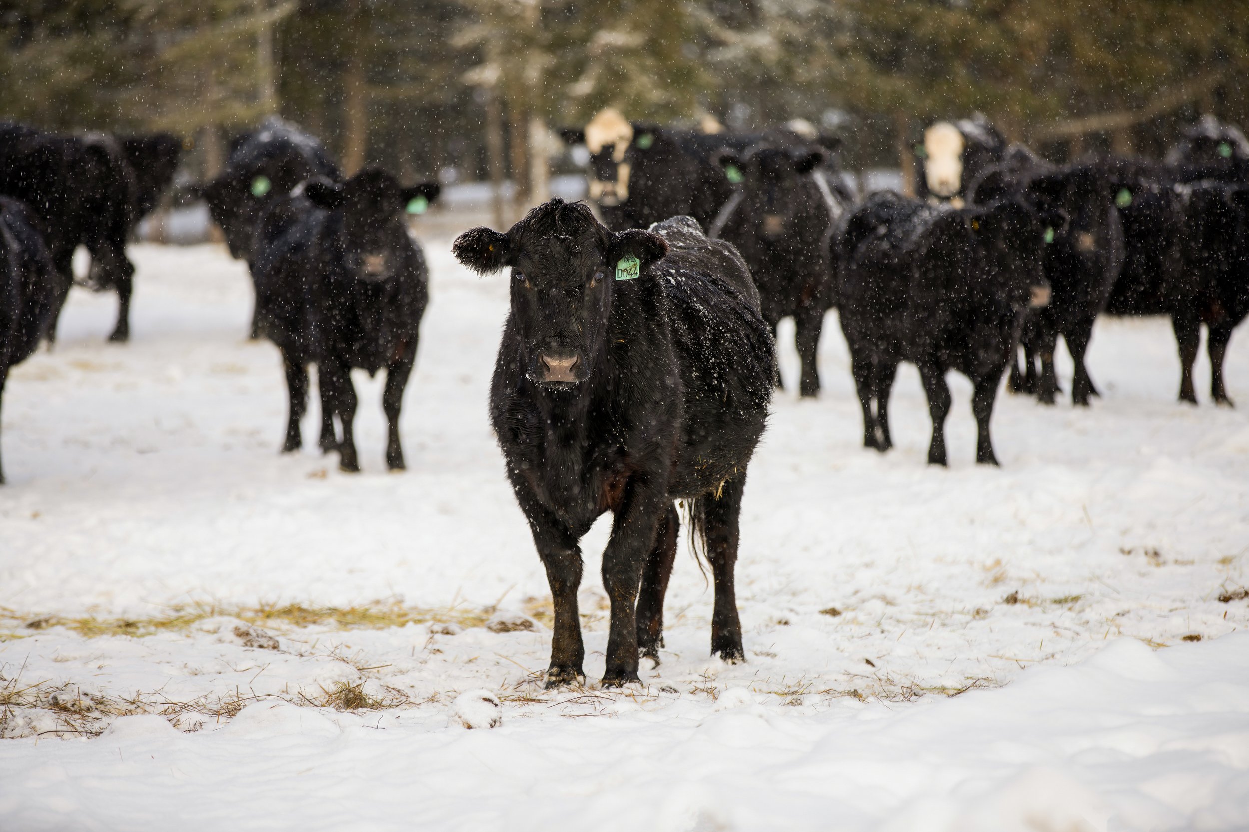 Cows.WIN.-3285.HR.jpg