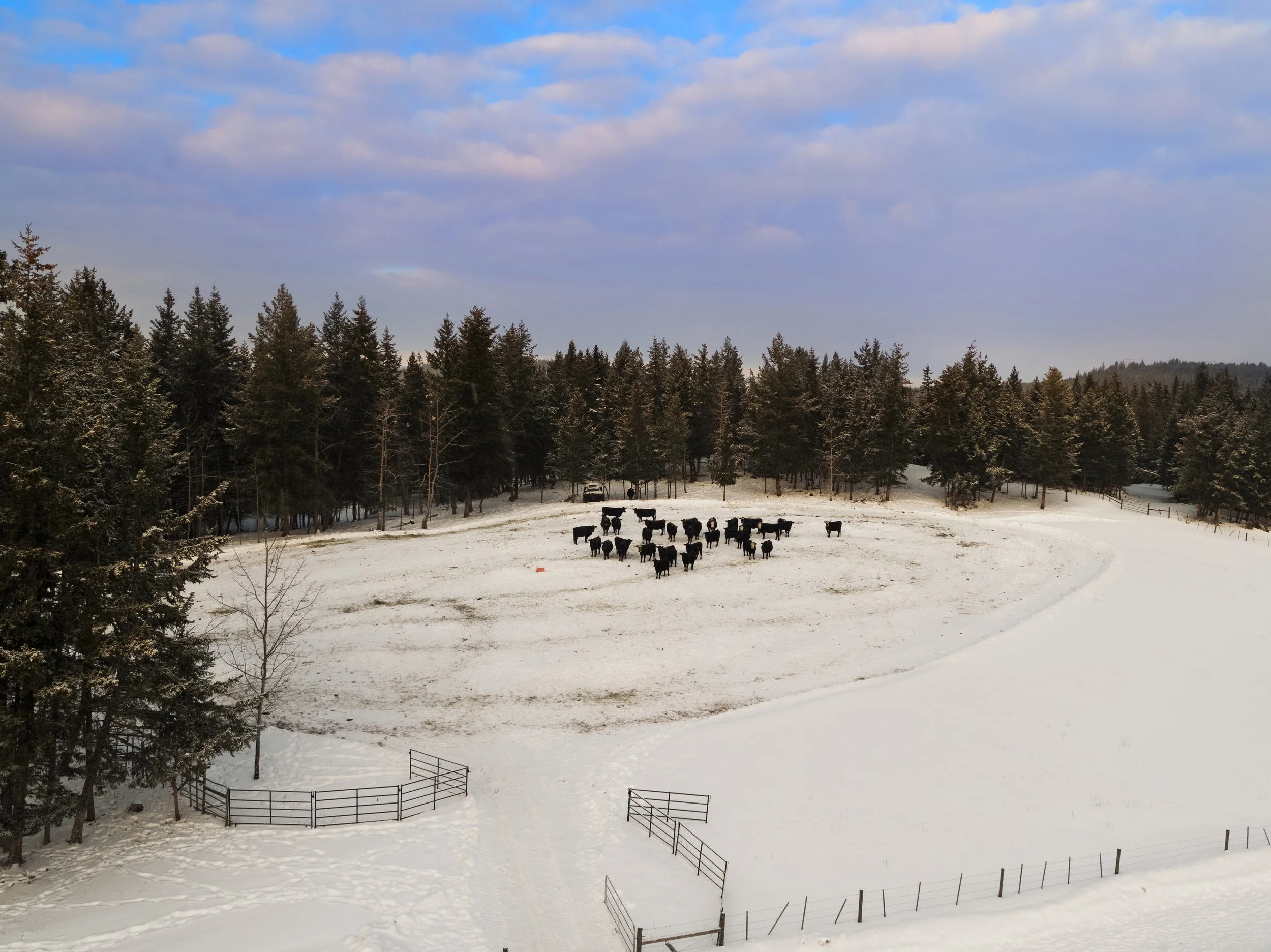 Cows.WIN.DJI_0645.HR.jpg