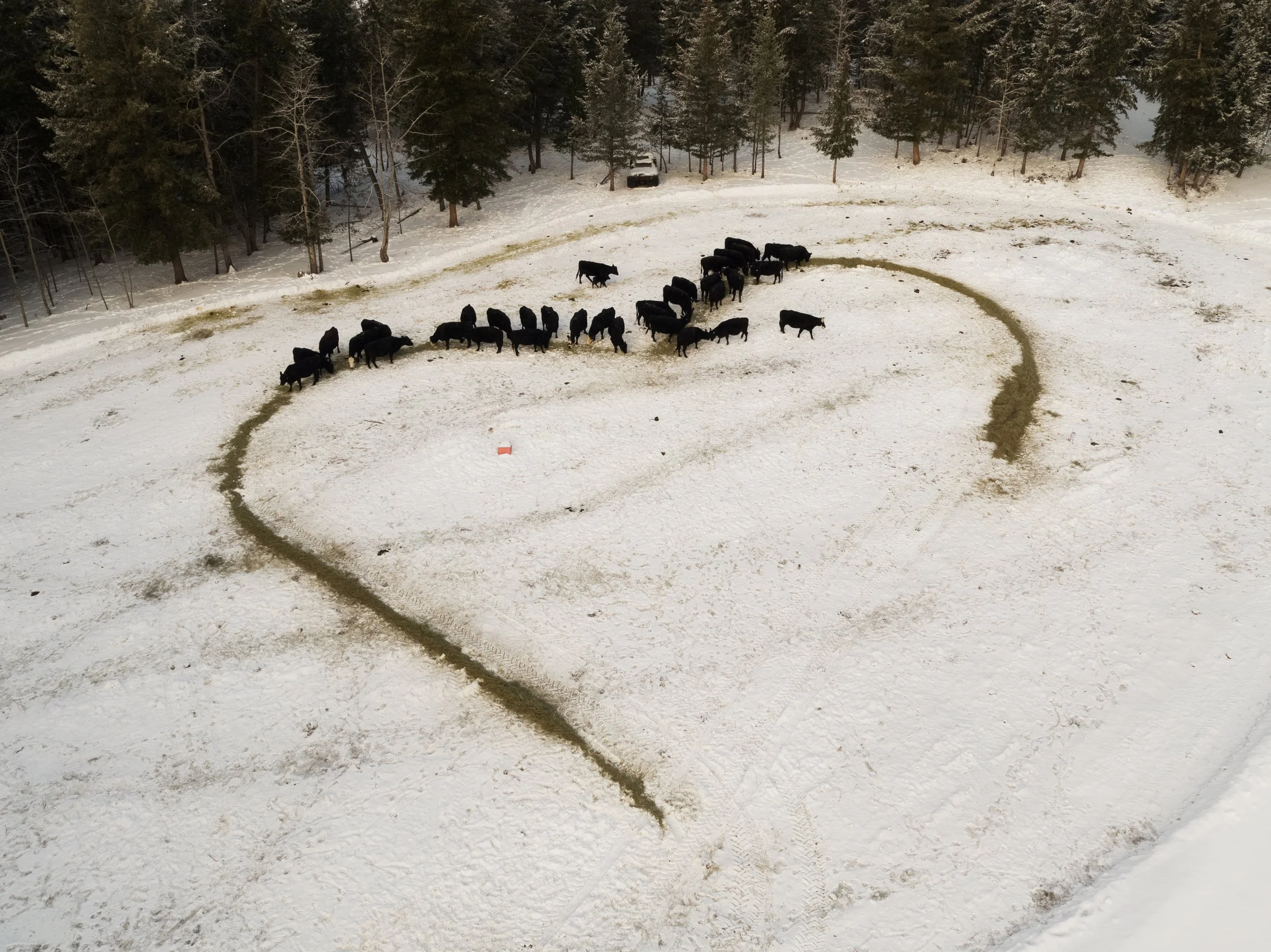 Cows.WIN.DJI_0653.HR.jpg