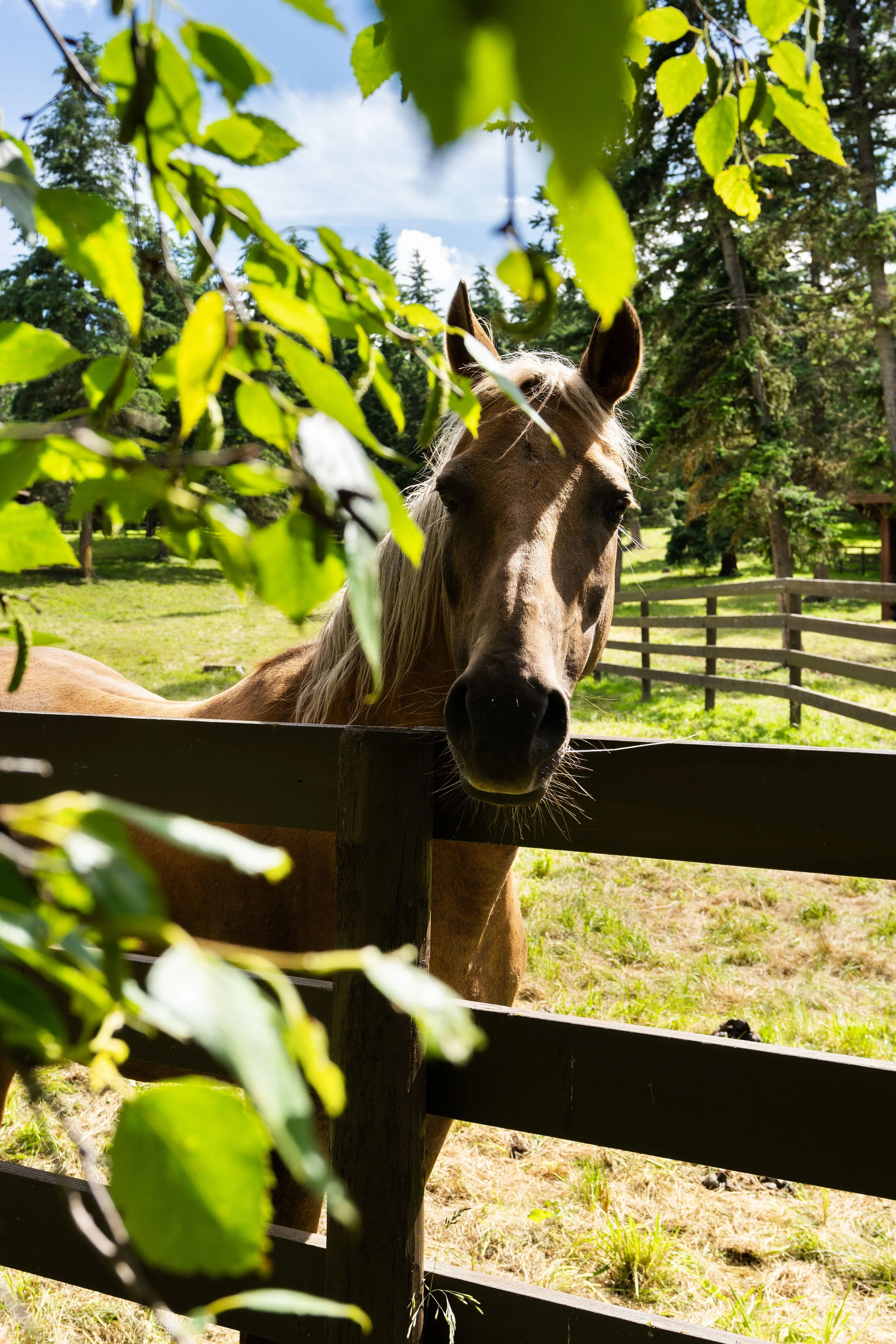 EQ.Paddocks.SUM.- 9669HiRes.jpeg