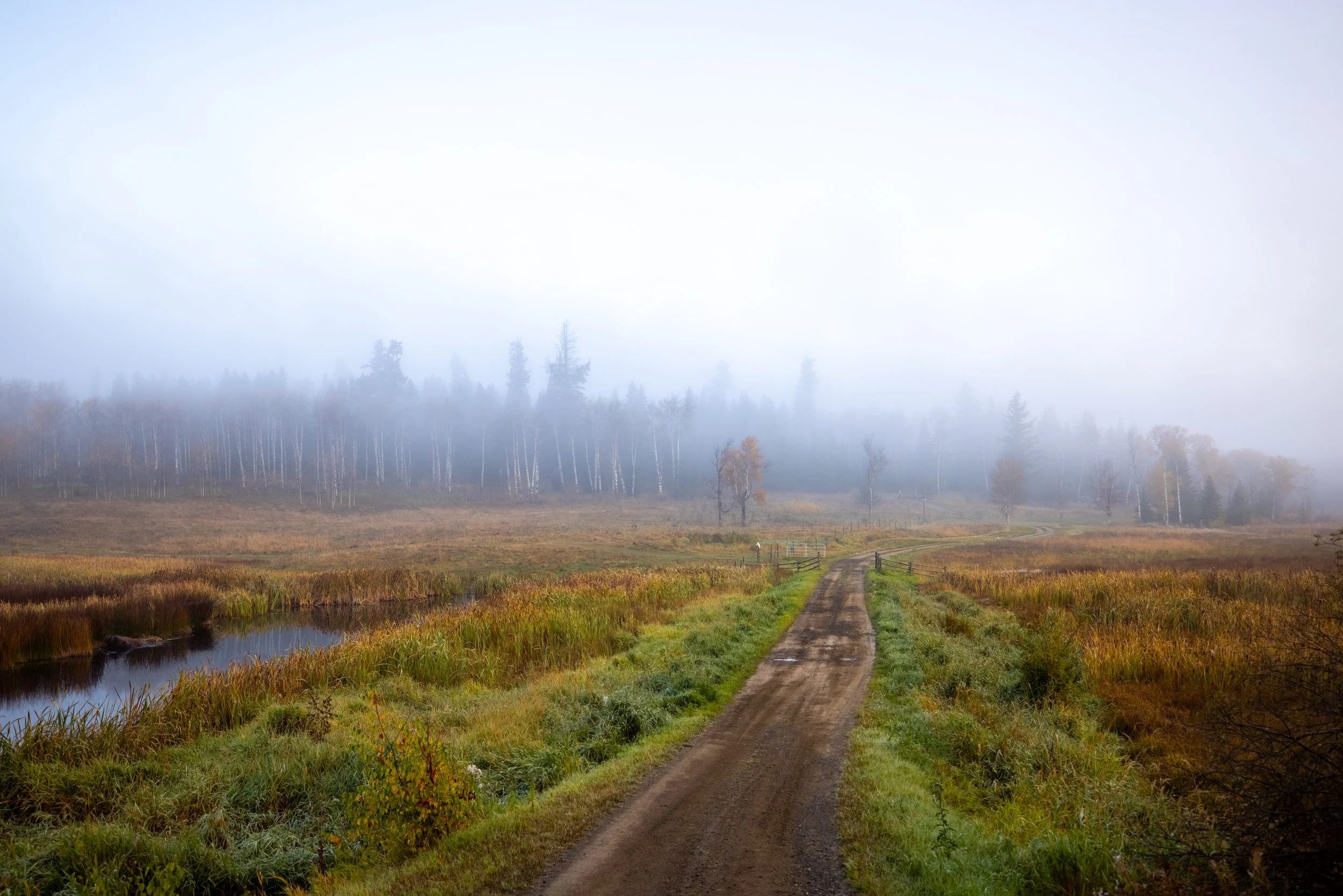 Road north between Straight Lake and Roundup Lake