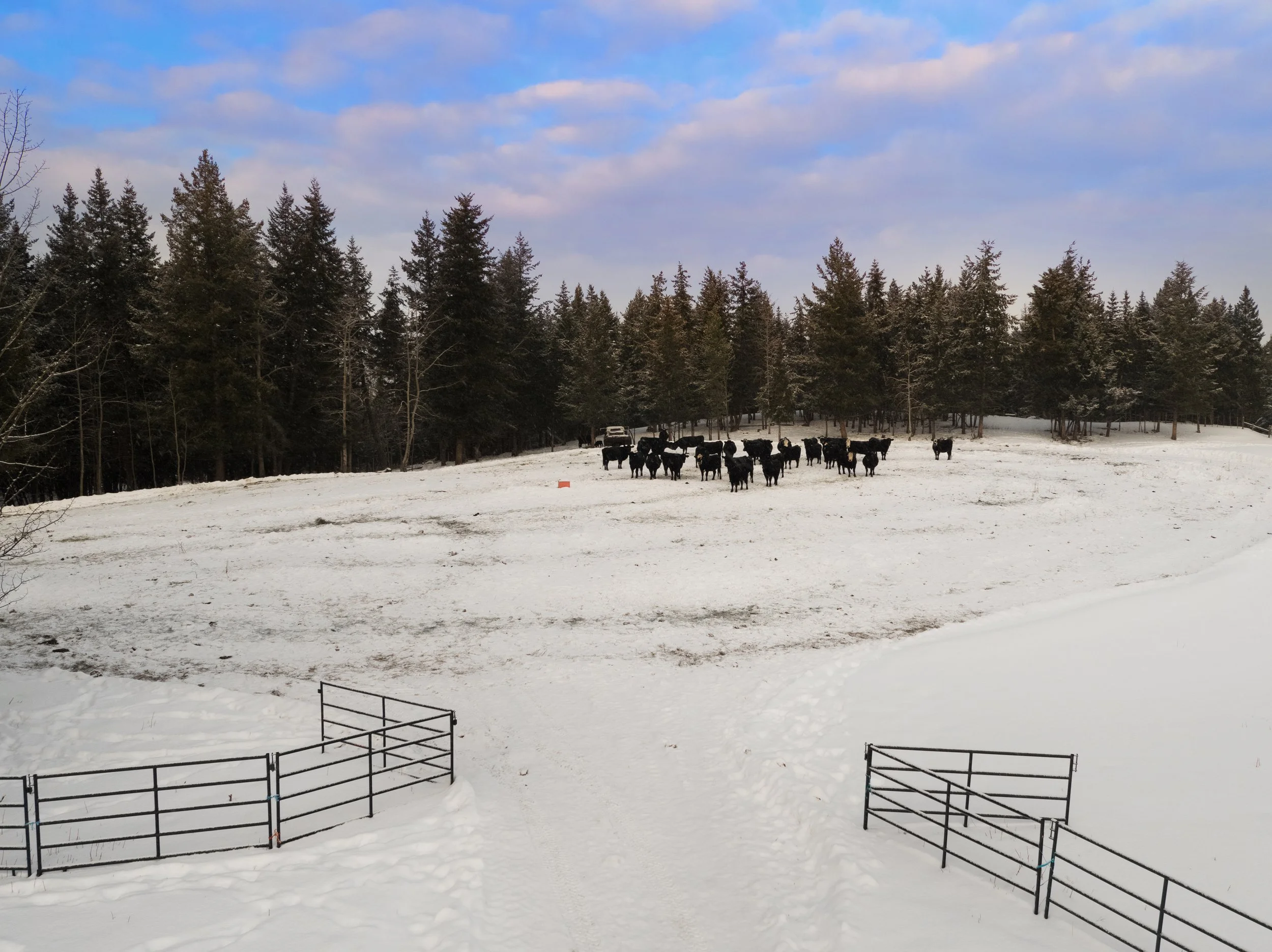 Cows.WIN.DJI_0643.HR.jpg