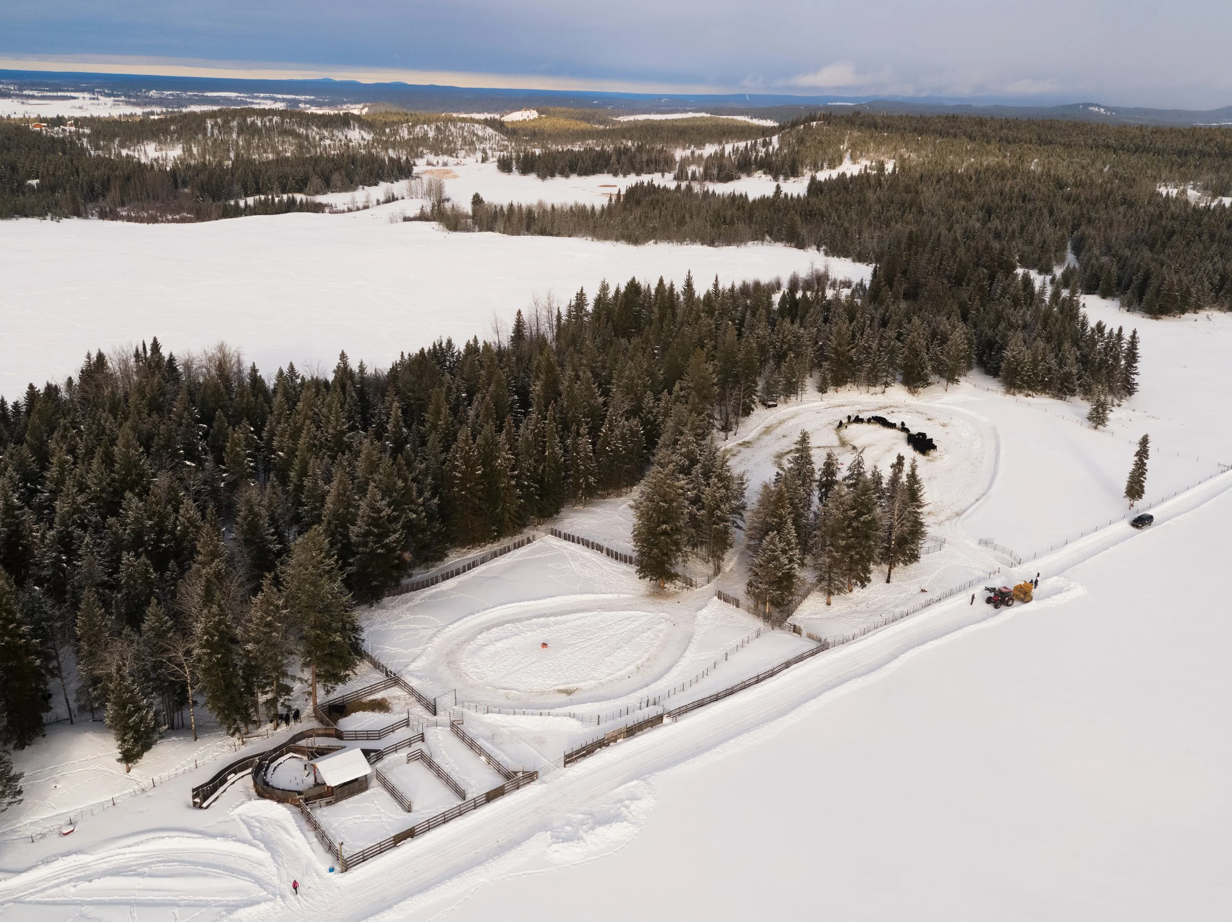 Cows.WIN.DJI_0682.HR.jpg