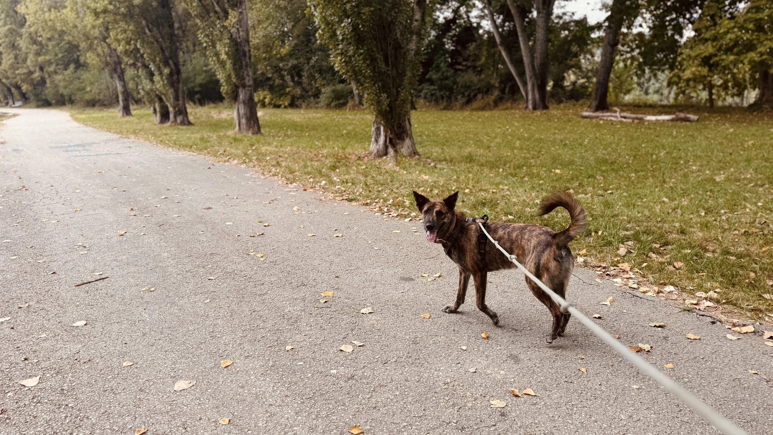 A dog practicing long-leash recall on a paved trail in Sacramento County, CA.