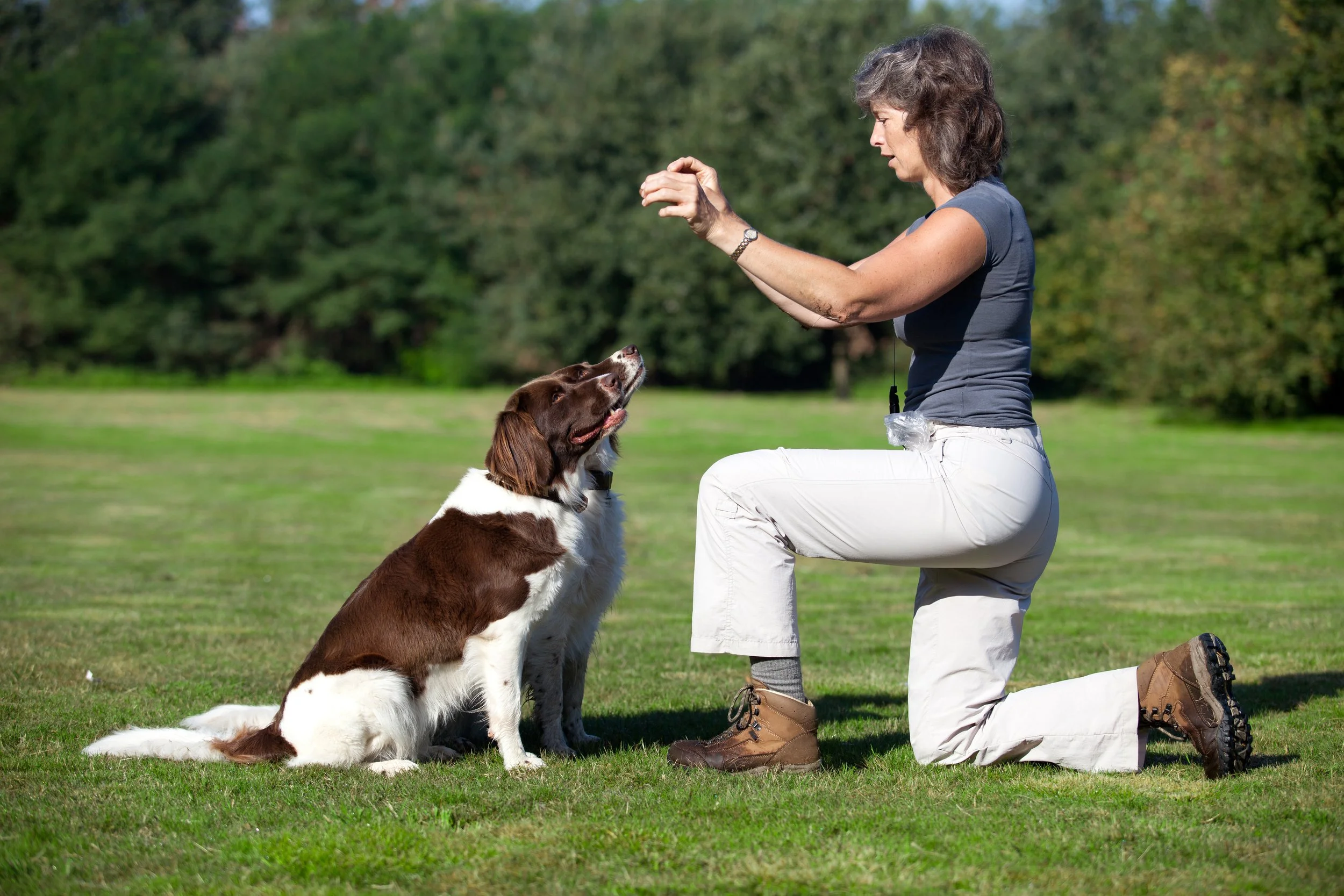 How to Train Your Dog to Stay Calm in Public: Cafés, Parks, and Trails