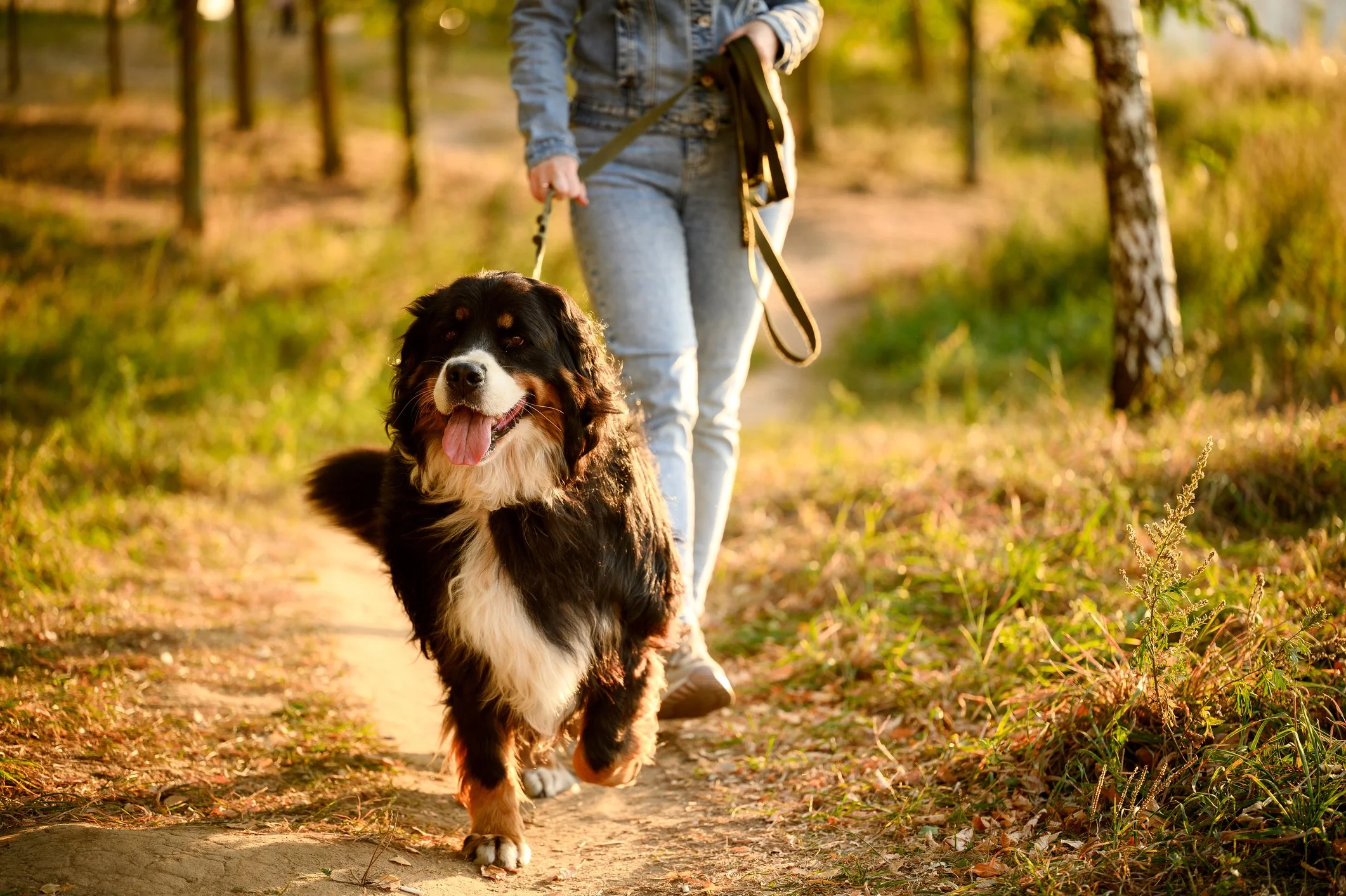 Woman walking her leashed Bernese Mountain Dog a Sacramento park at sunset.