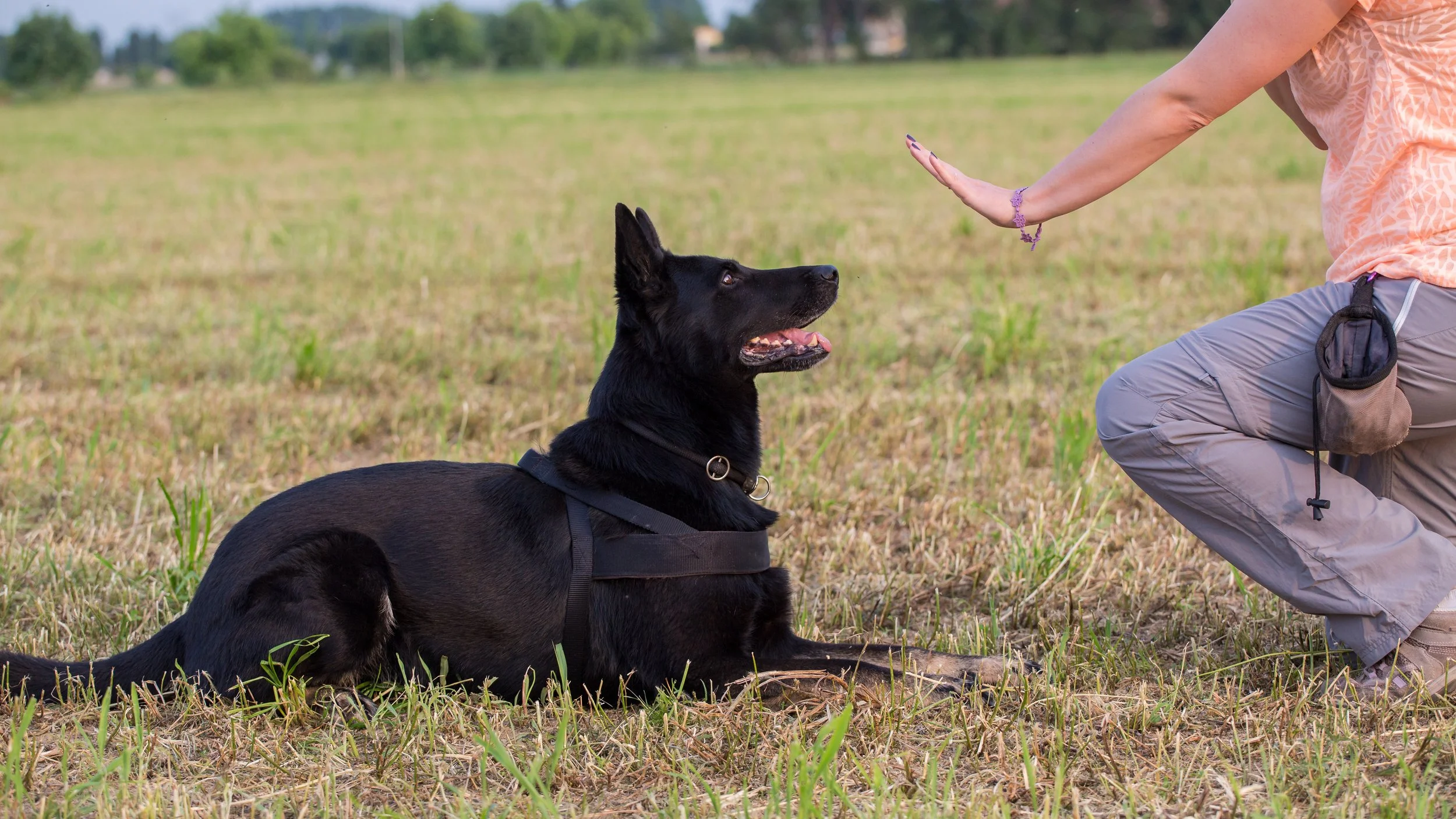 Side profile view of a woman training a black German Shepherd with a down command in a field in Sacramento County, CA.