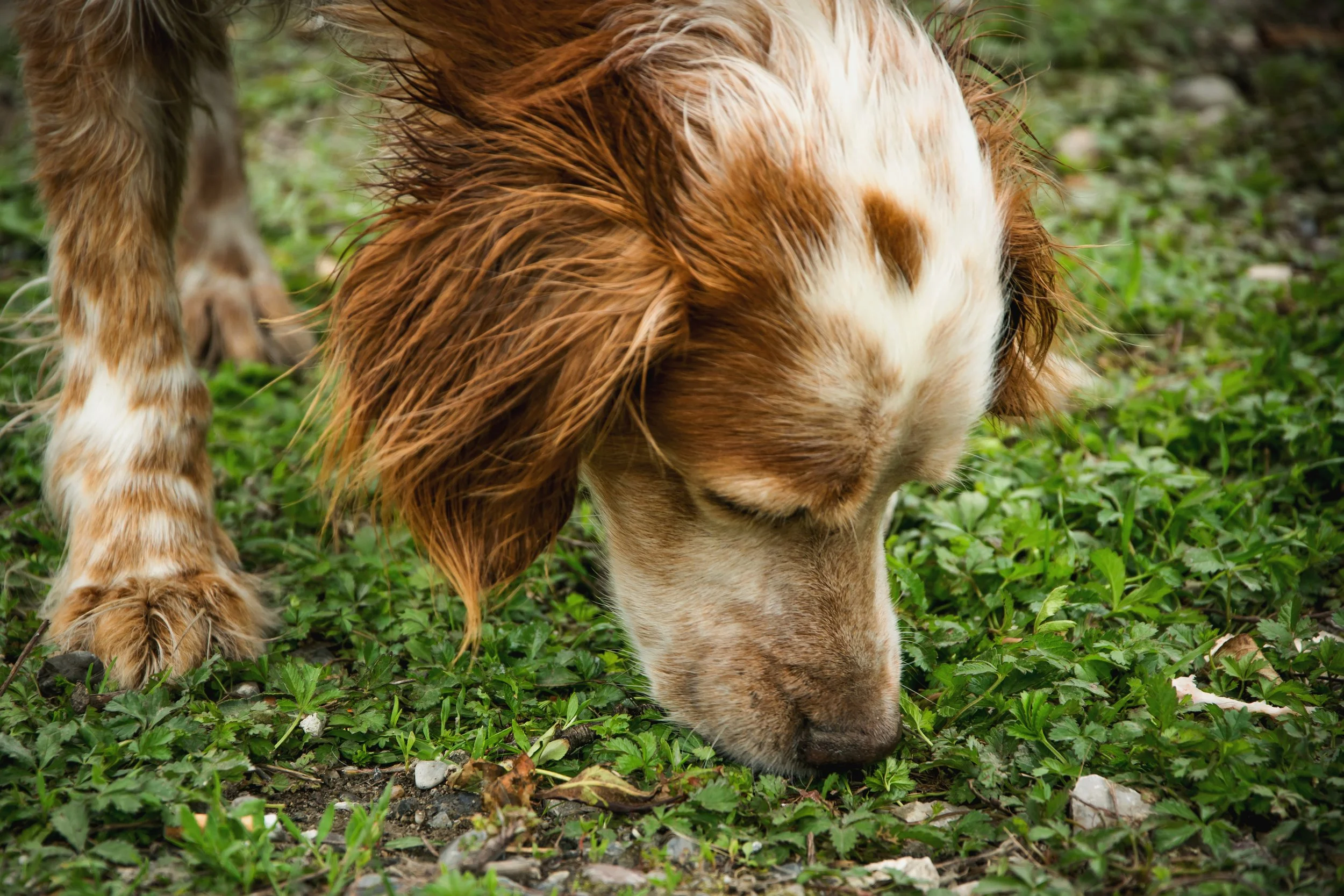 Close-up of a dog sniffing in nature during an ecological detection exercise in Sacramento County, CA.