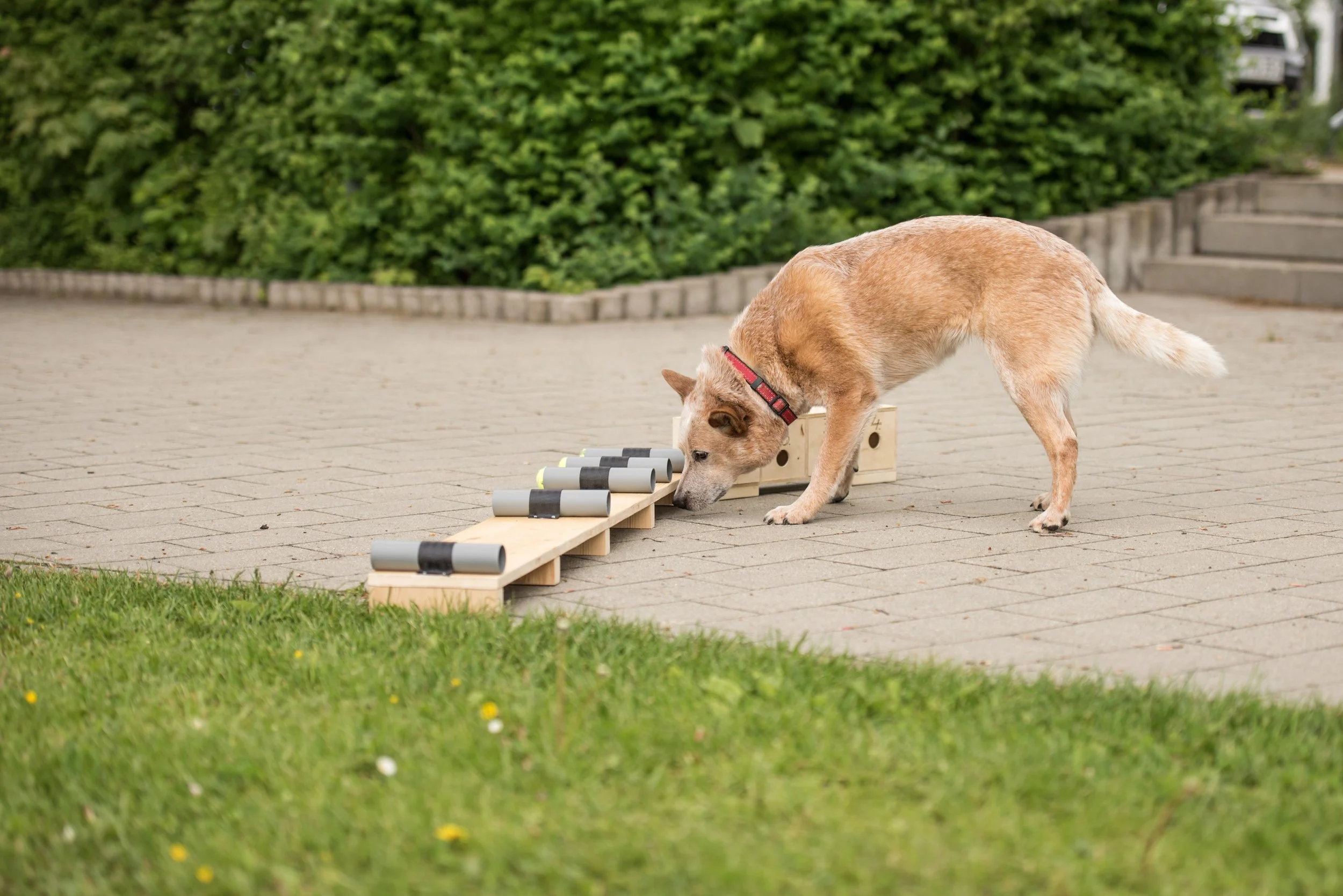 An Australian Cattle Dog searching with its nose in the search box out front of a home.