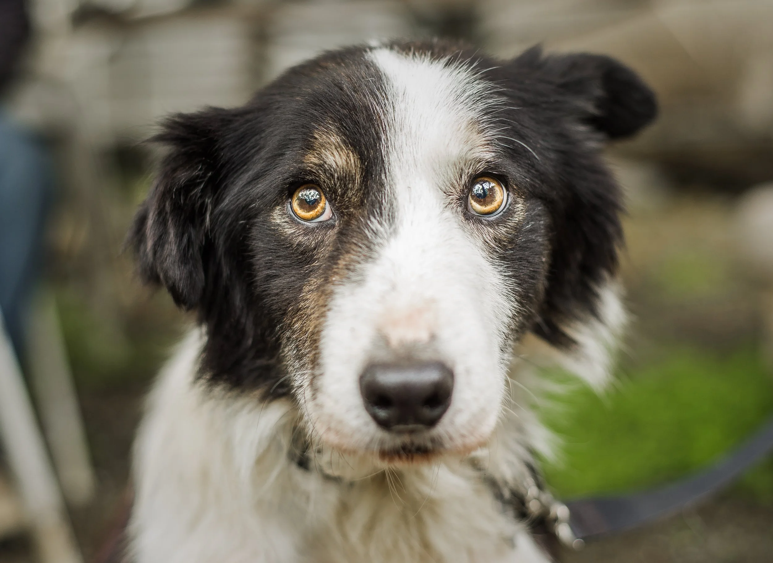 A senior Border Collie dog with a rescue at his foster home, looking at the camera with a nervous expression.