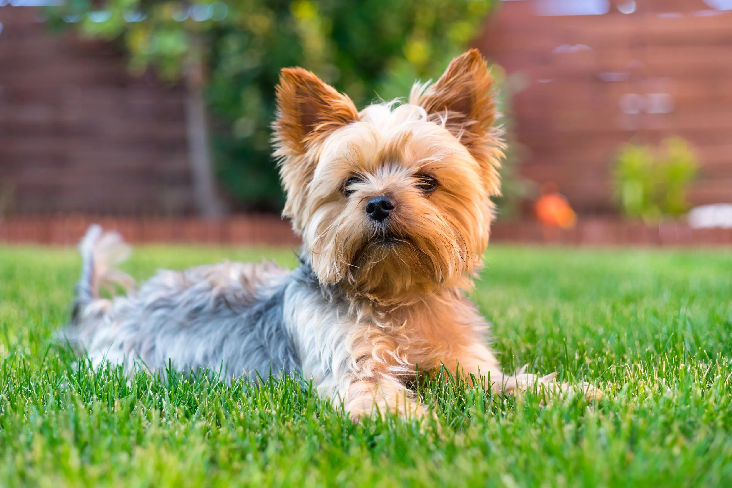 A Yorkshire Terrier dog lying on the green grass outdoors.