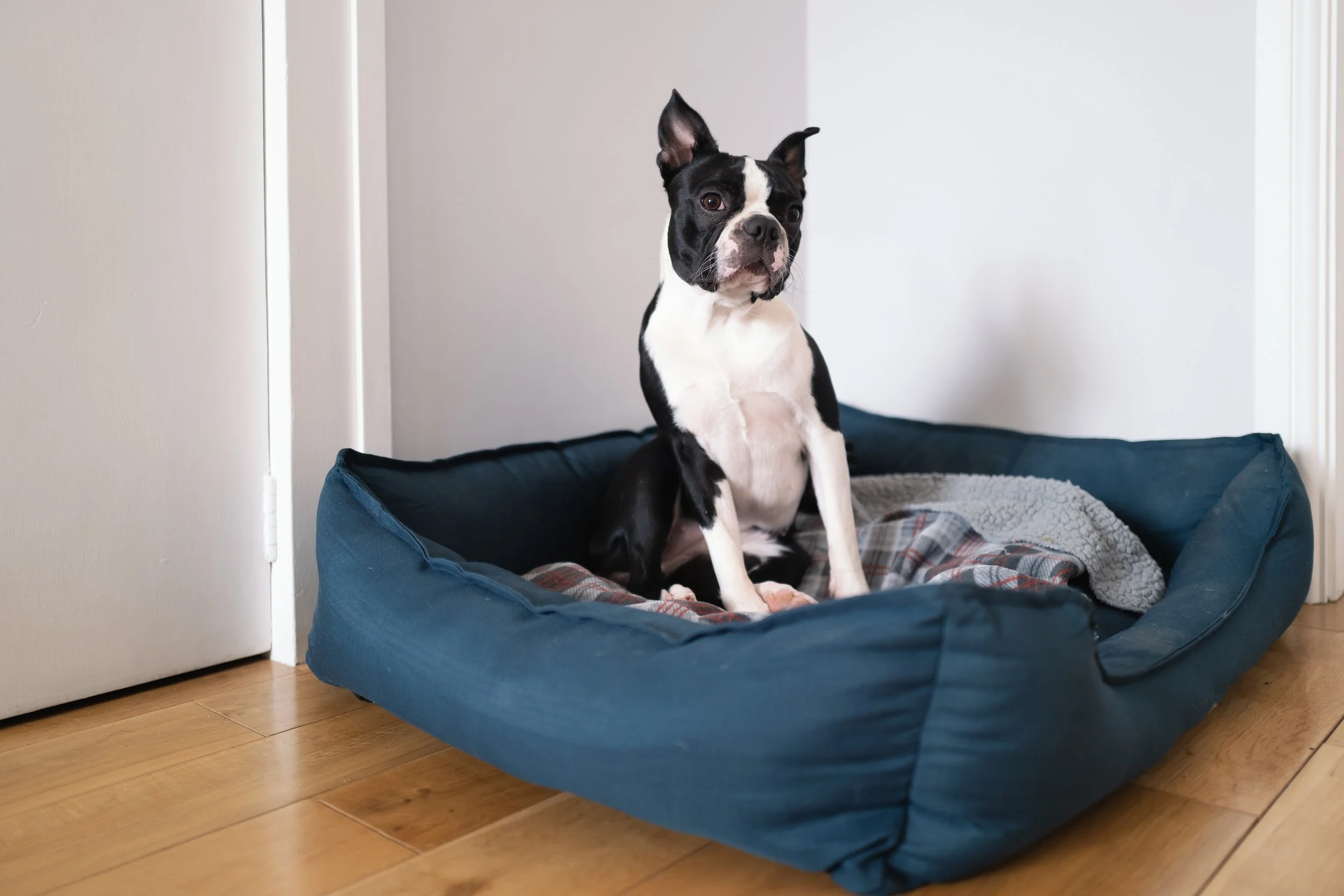Boston Terrier sitting up in a large dog bed in a room with a wooden floor and white walls during a training session in Sacramento County, CA.