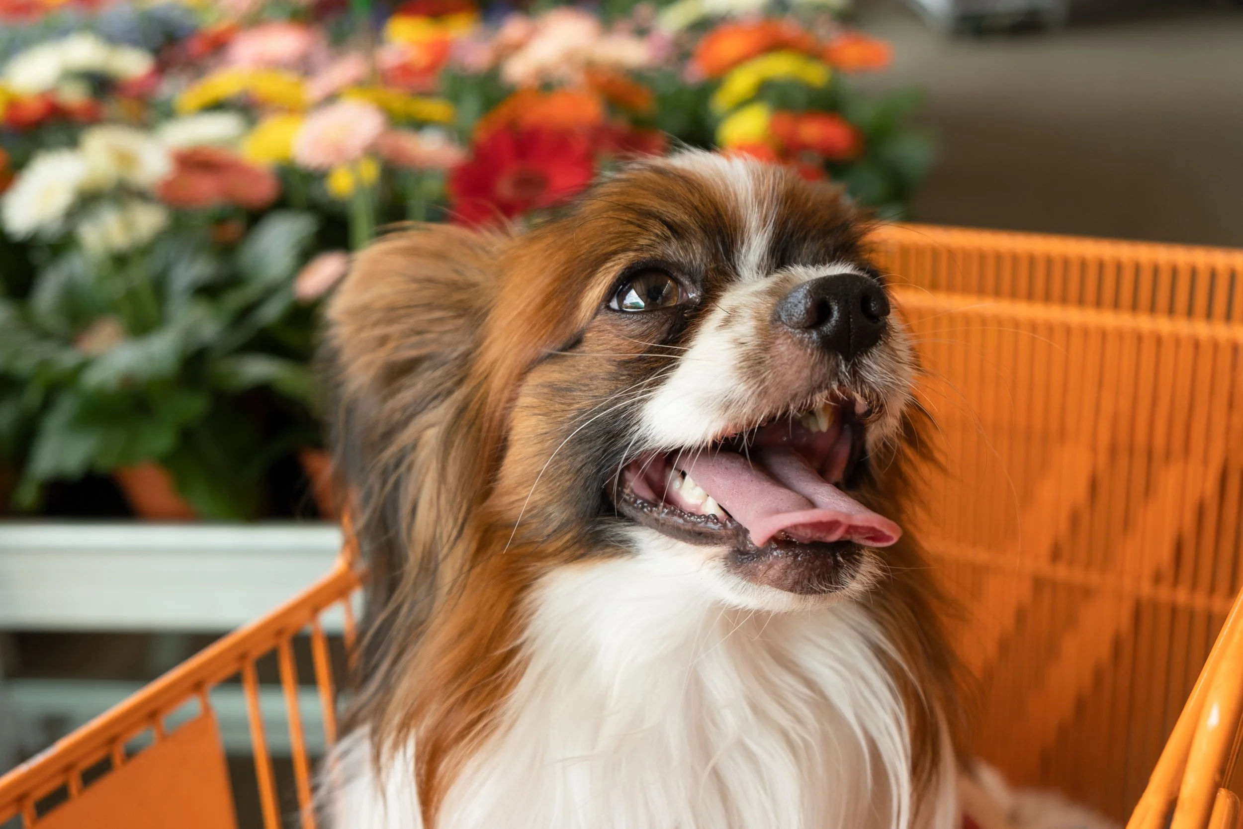 A happy Papillon dog riding in a cart inside a store.
