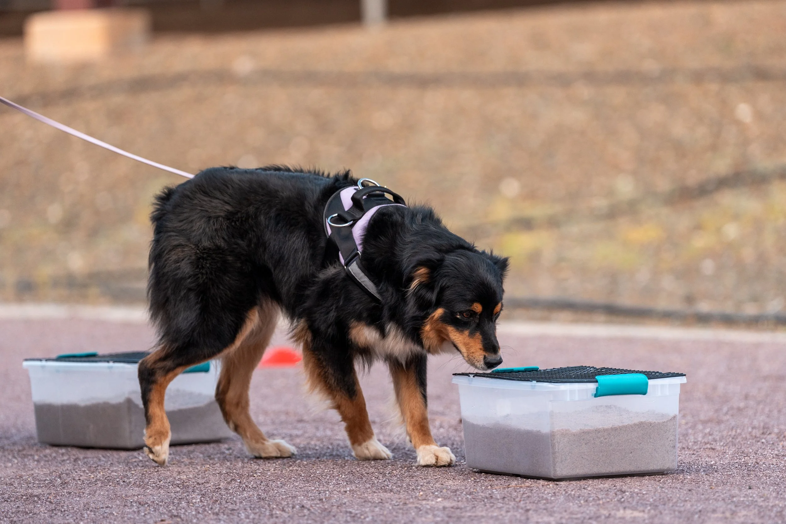 A tri-color Australian Shepherd checking a container for buried scent during a scentwork training session in Sacramento County, CA.
