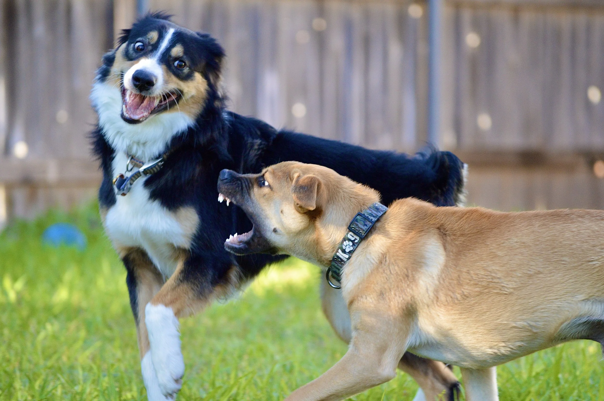 Reactive dog playing outside with another dog in Sacramento County, CA.