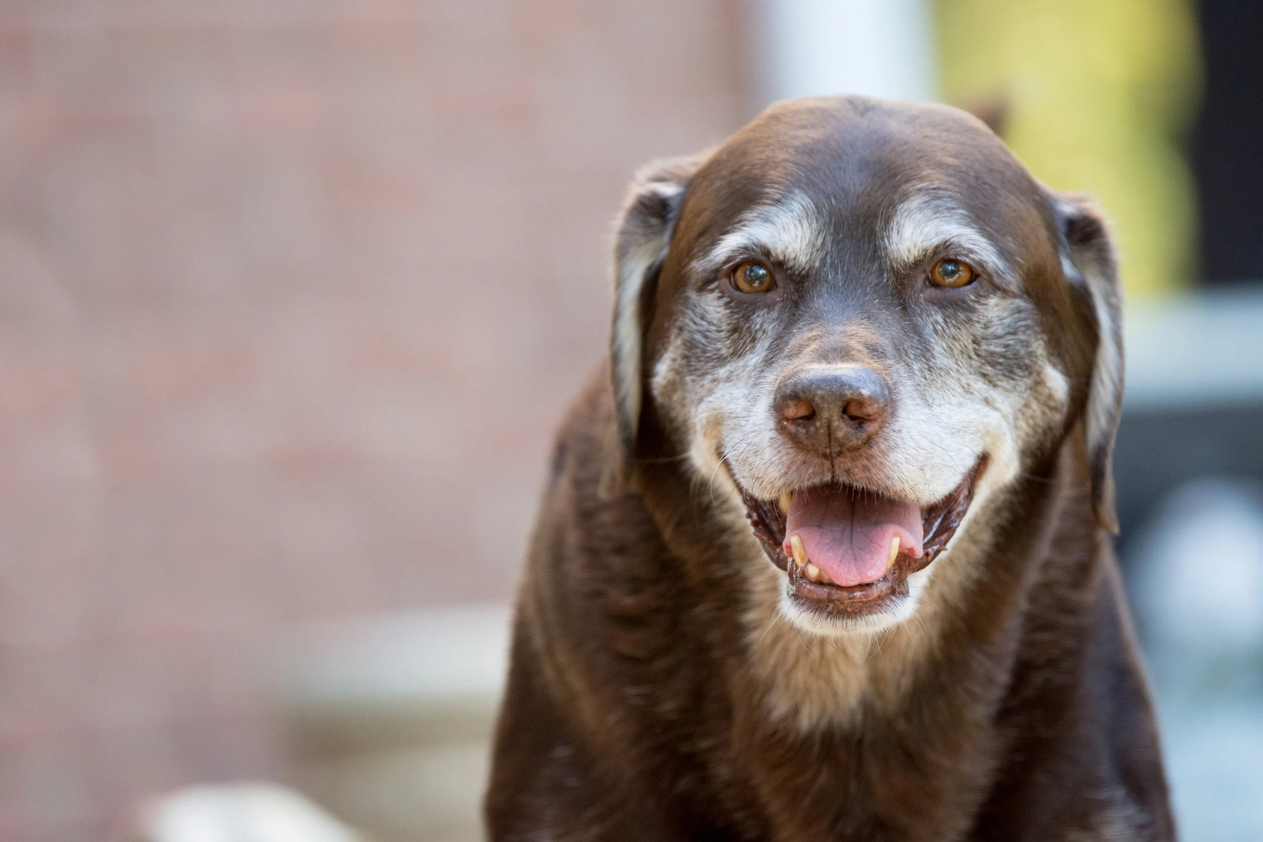 A happy senior Chocolate Labrador dog.