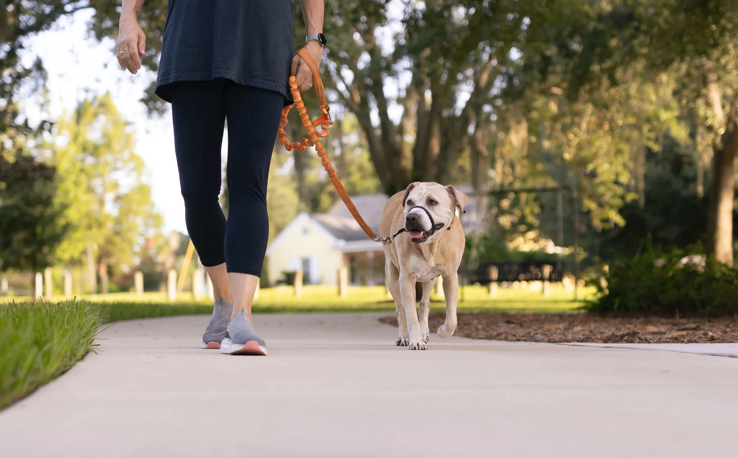 Woman in workout clothes walking a leashed dog on a sidewalk in a park in Sacramento County, CA.