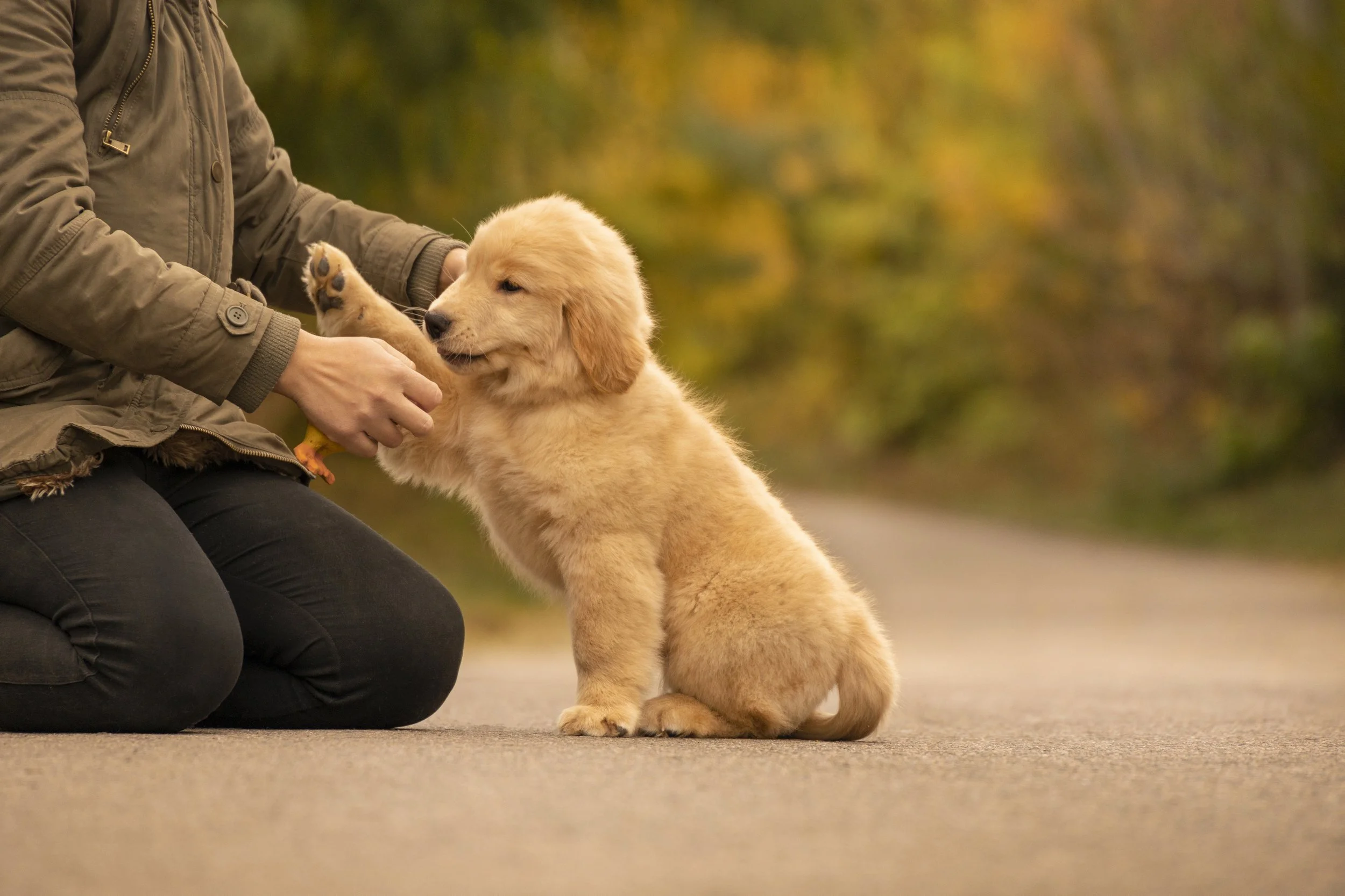 A golden retriever puppy sits on a path and gently gives its paw to a person during training in Sacramento County, CA.