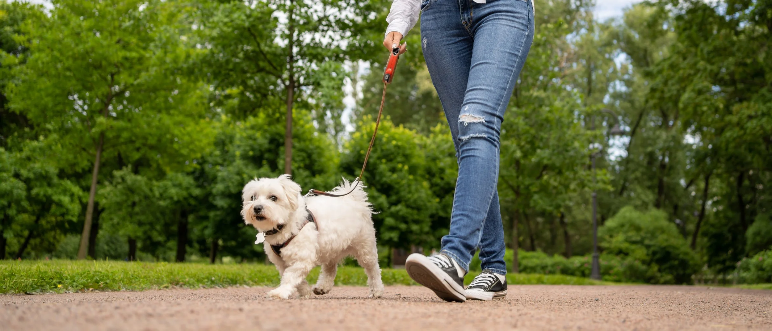 Happy maltese silky terrier on a harness while loose-leash walking in Sacramento, CA.