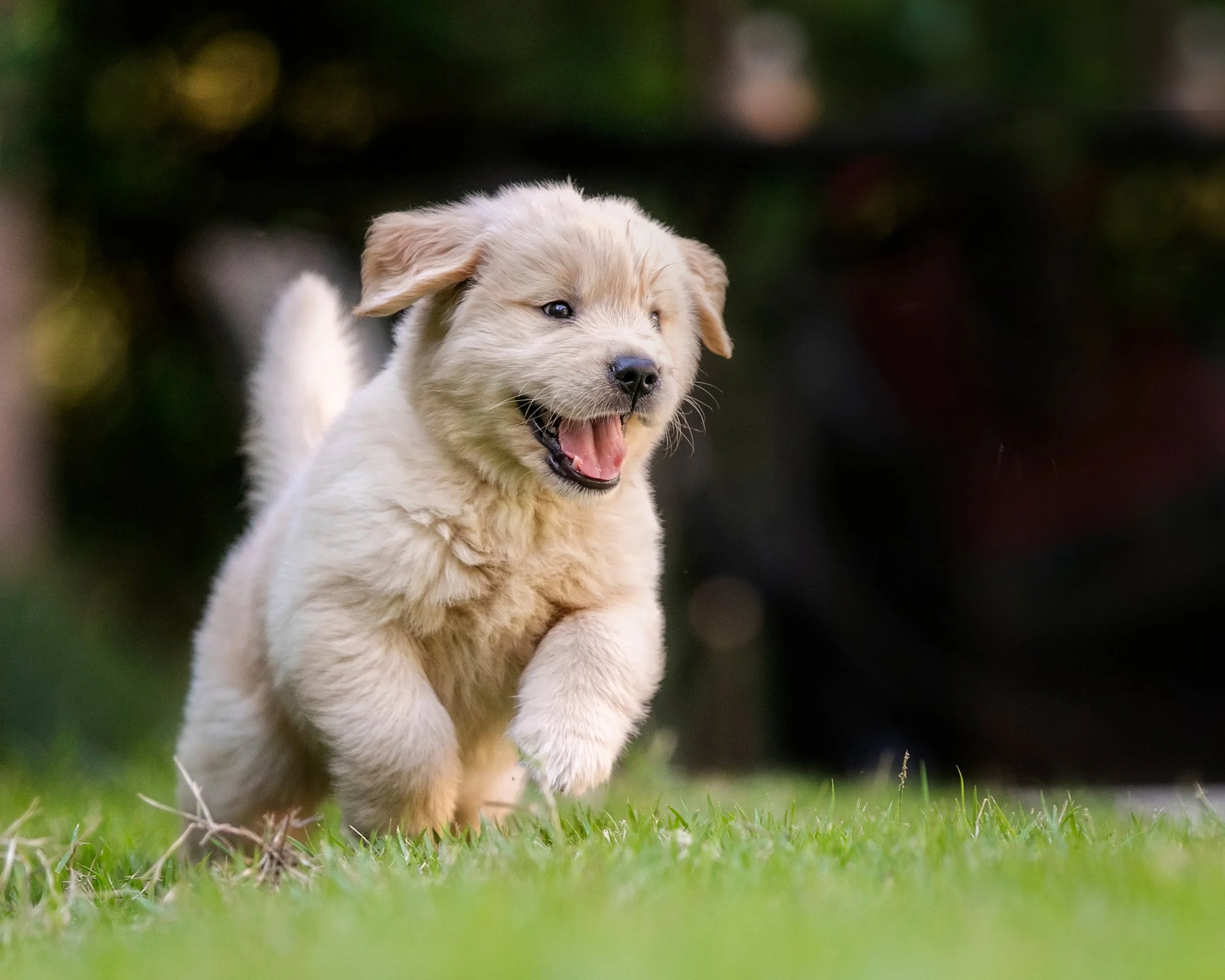 A Golden Retriever puppy running through the grass outdoors.