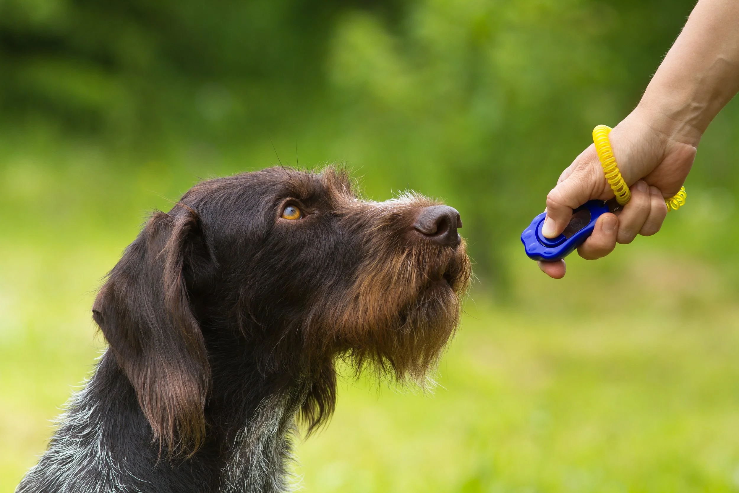 Training a hunting dog with a clicker.
