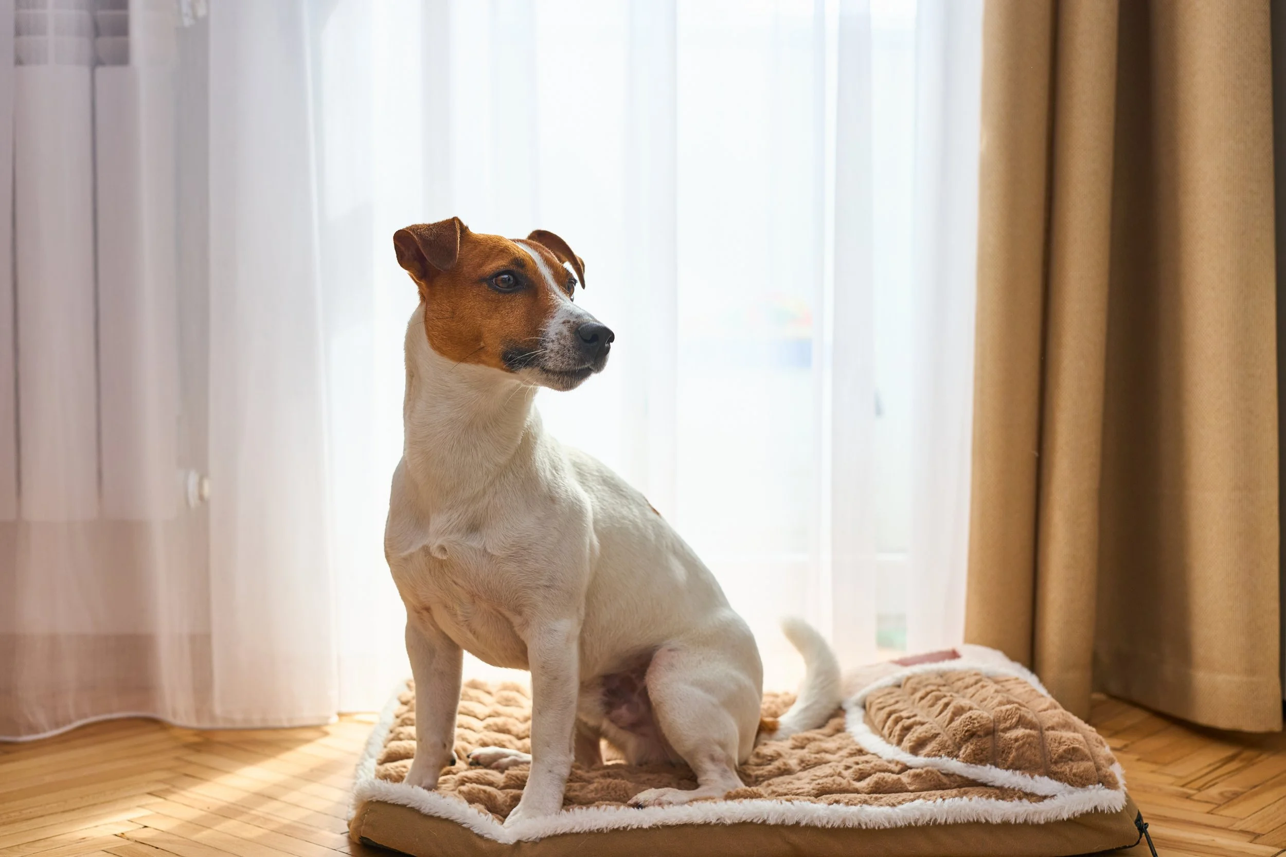A Jack Russel Terrier is lying on the plush dog bed while place training when guests arrive in the house.