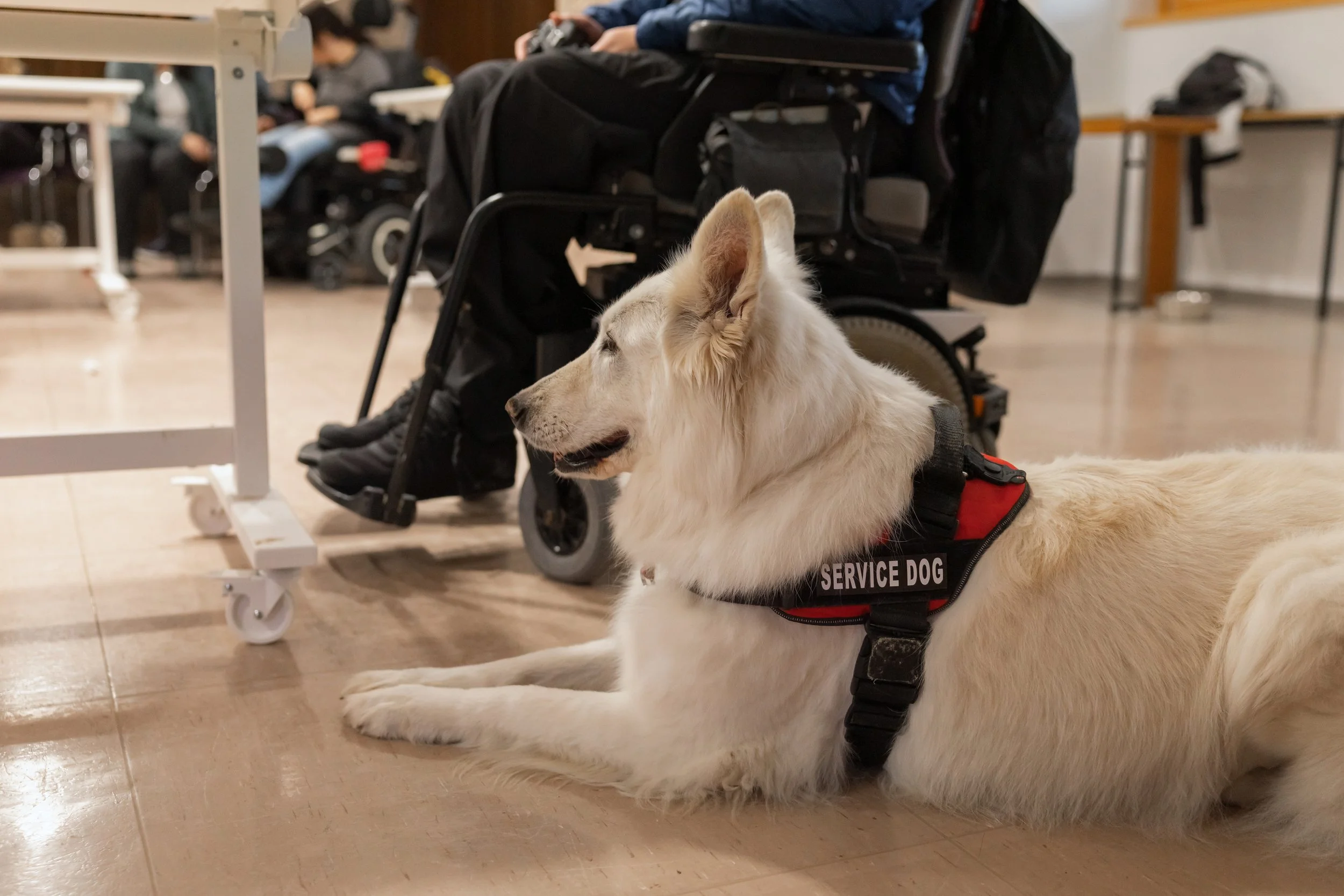 A service dog provides support to a wheelchair user in an indoor public space in Sacramento, CA.