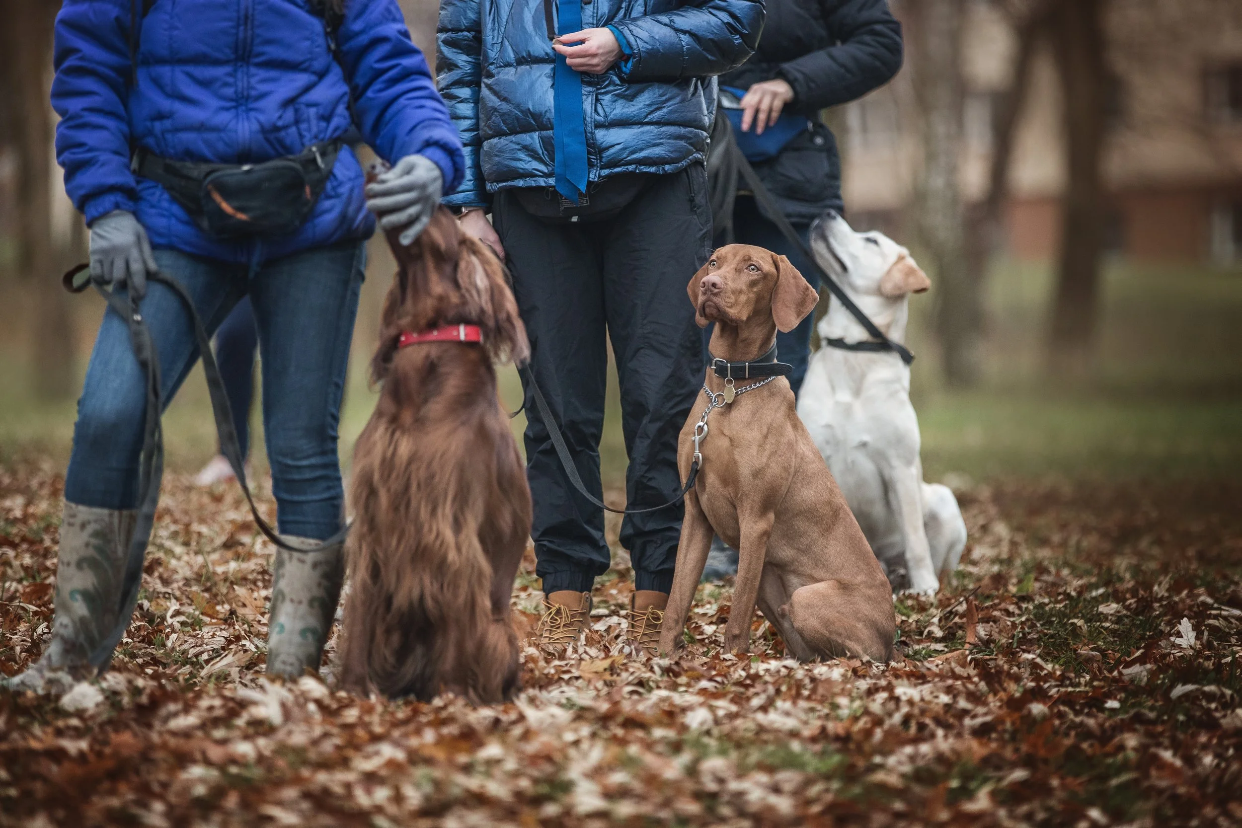 A group of dogs getting ready for an environmental detection survey with their handlers.