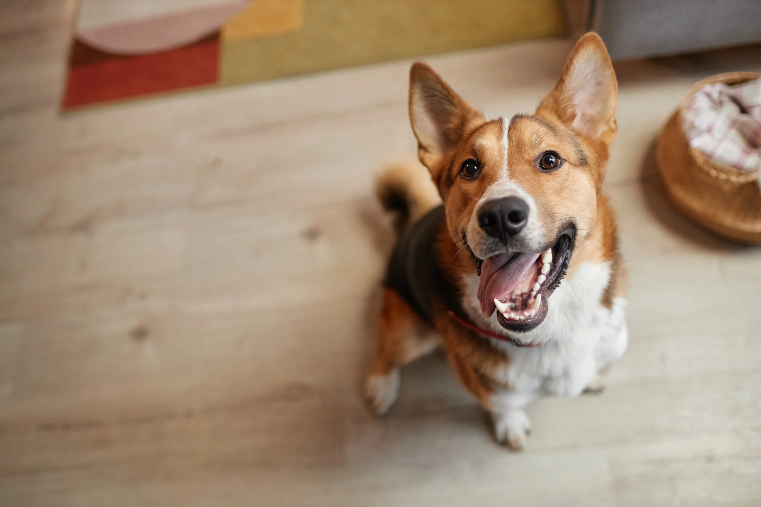 View of ​​a happy dog looking up at the camera with a smile and tongue out while it sits during a training session at the trainer's house in Sacramento County, CA.