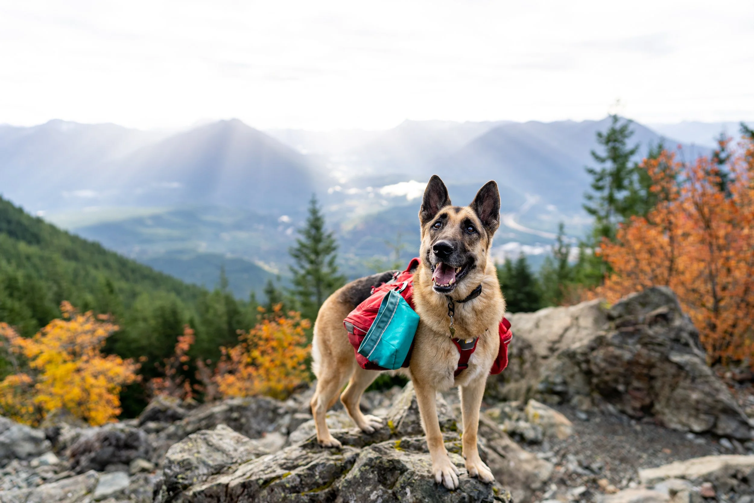 Portrait of a German Shepherd on a mountain trail hike in Yolo County, CA.