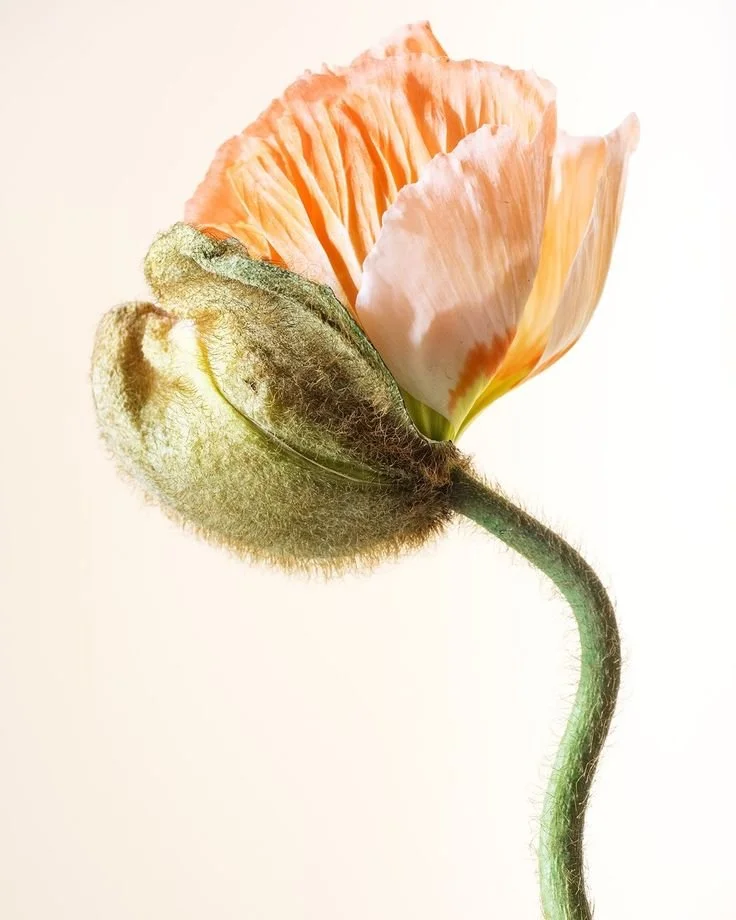 _ - 2025-10-28T093542.849.jpeg