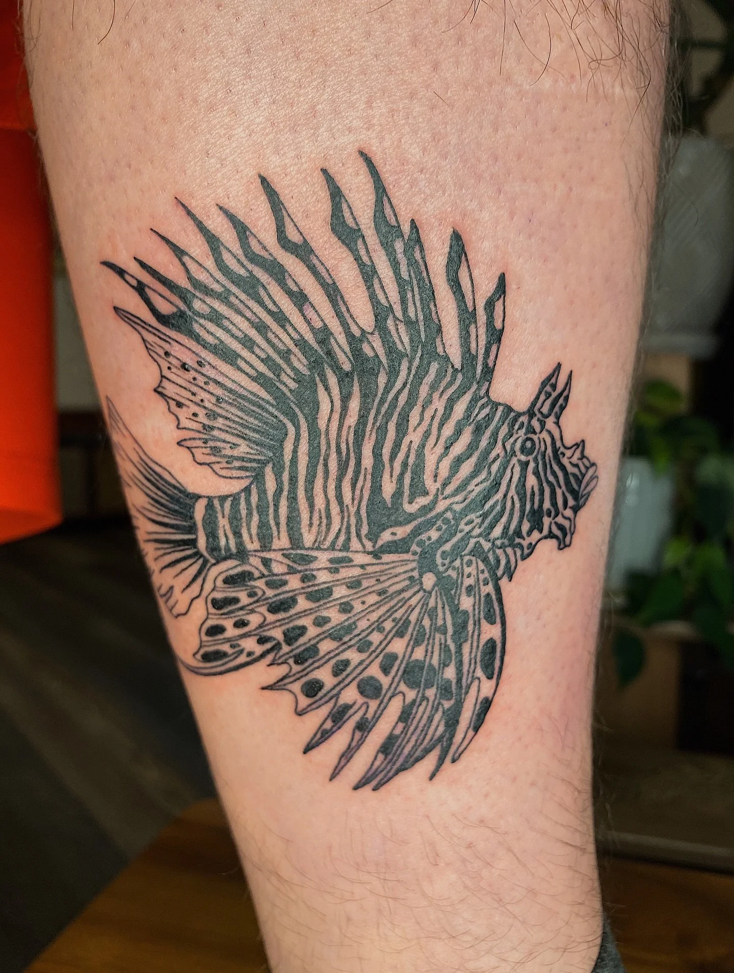 Lion fish for my pal Jakob and a healed angler fish from a few months back!