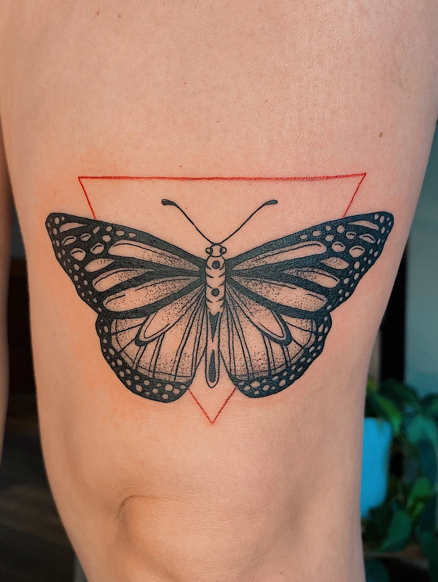 Monarch for Lauren with a few years healed cicada 🫶🏼