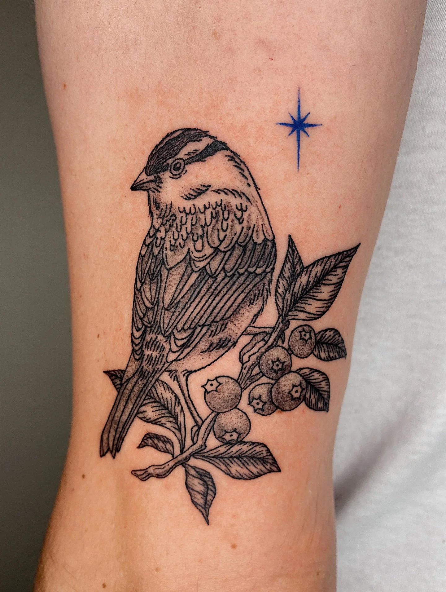 White crowned sparrow for Nick! 🫐