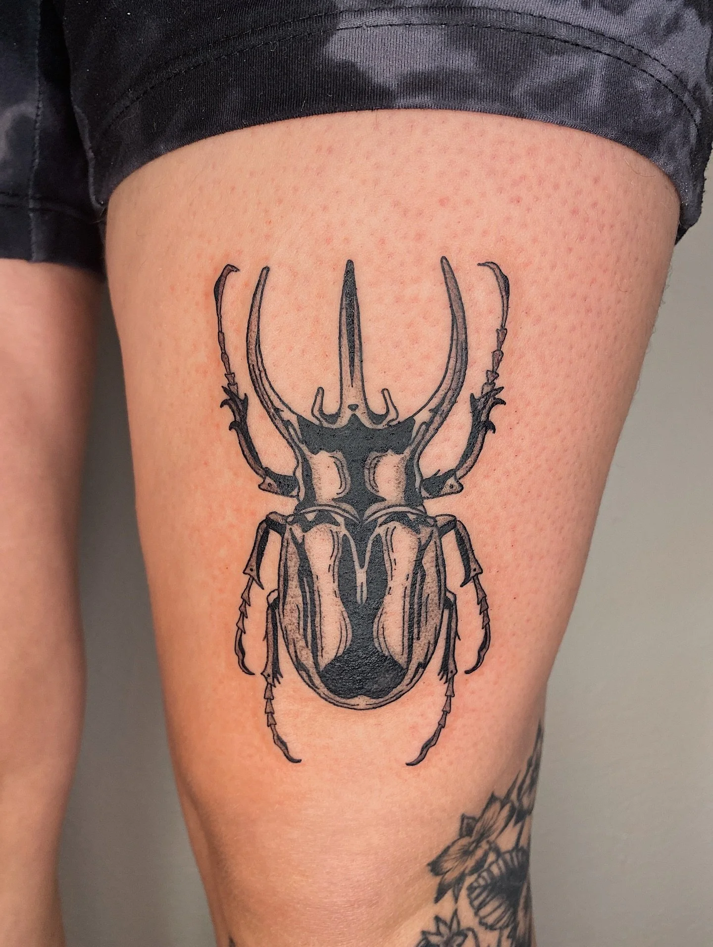 Atlas beetle and a 2 year healed moth for Morgan!