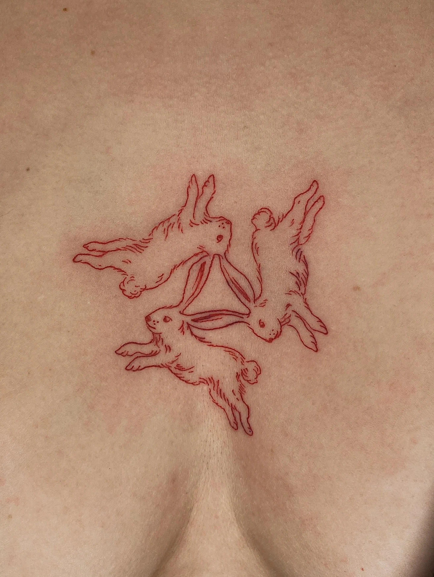 Three rabbits for Lulu!! 🫶🏼