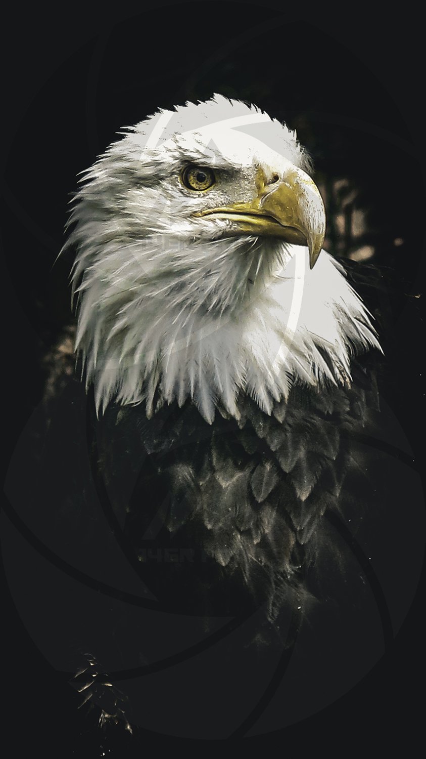 Eagle.jpg