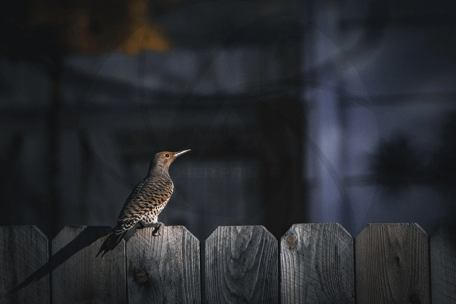 FemaleWoodpecker.jpg