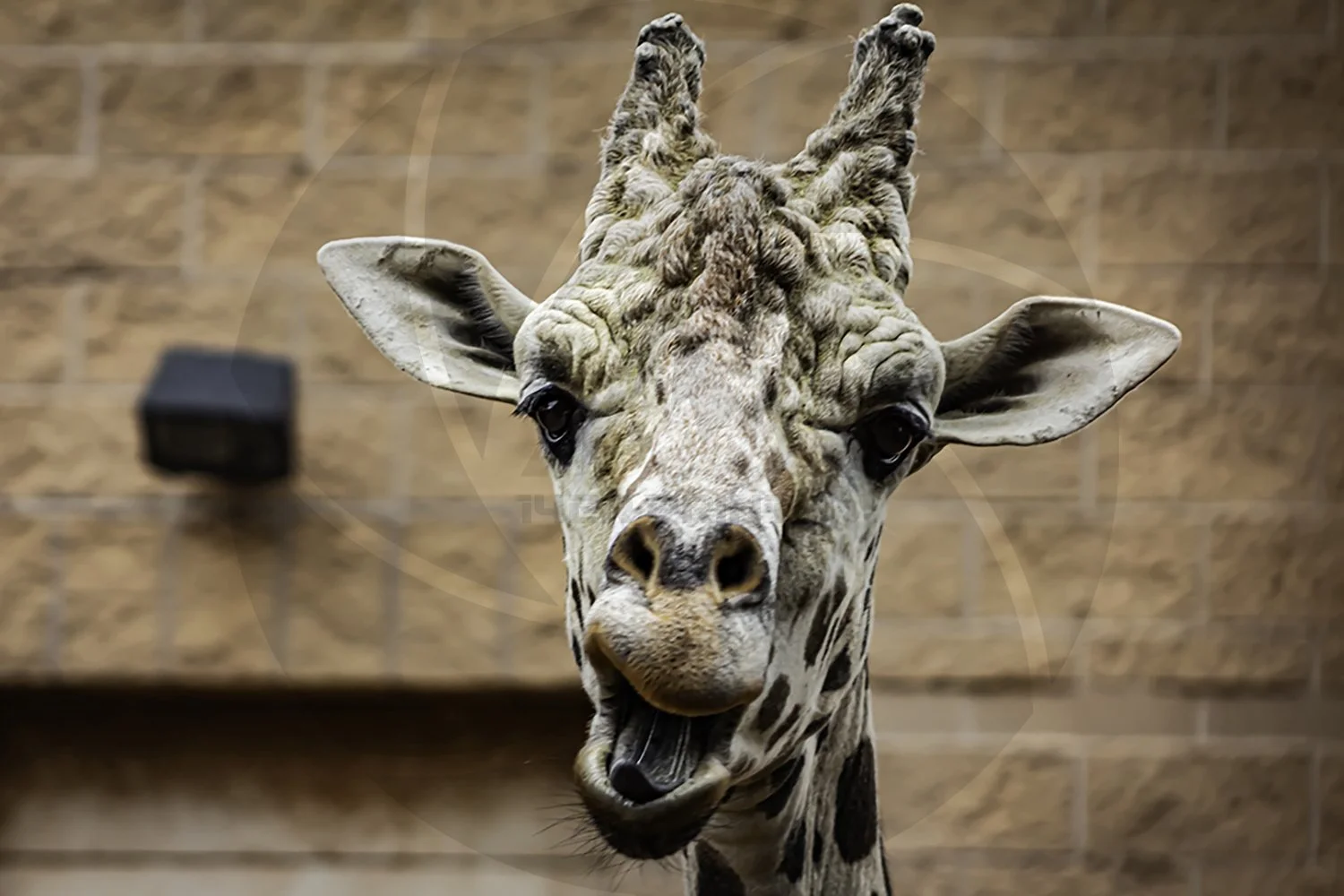 Giraffe Male.jpg