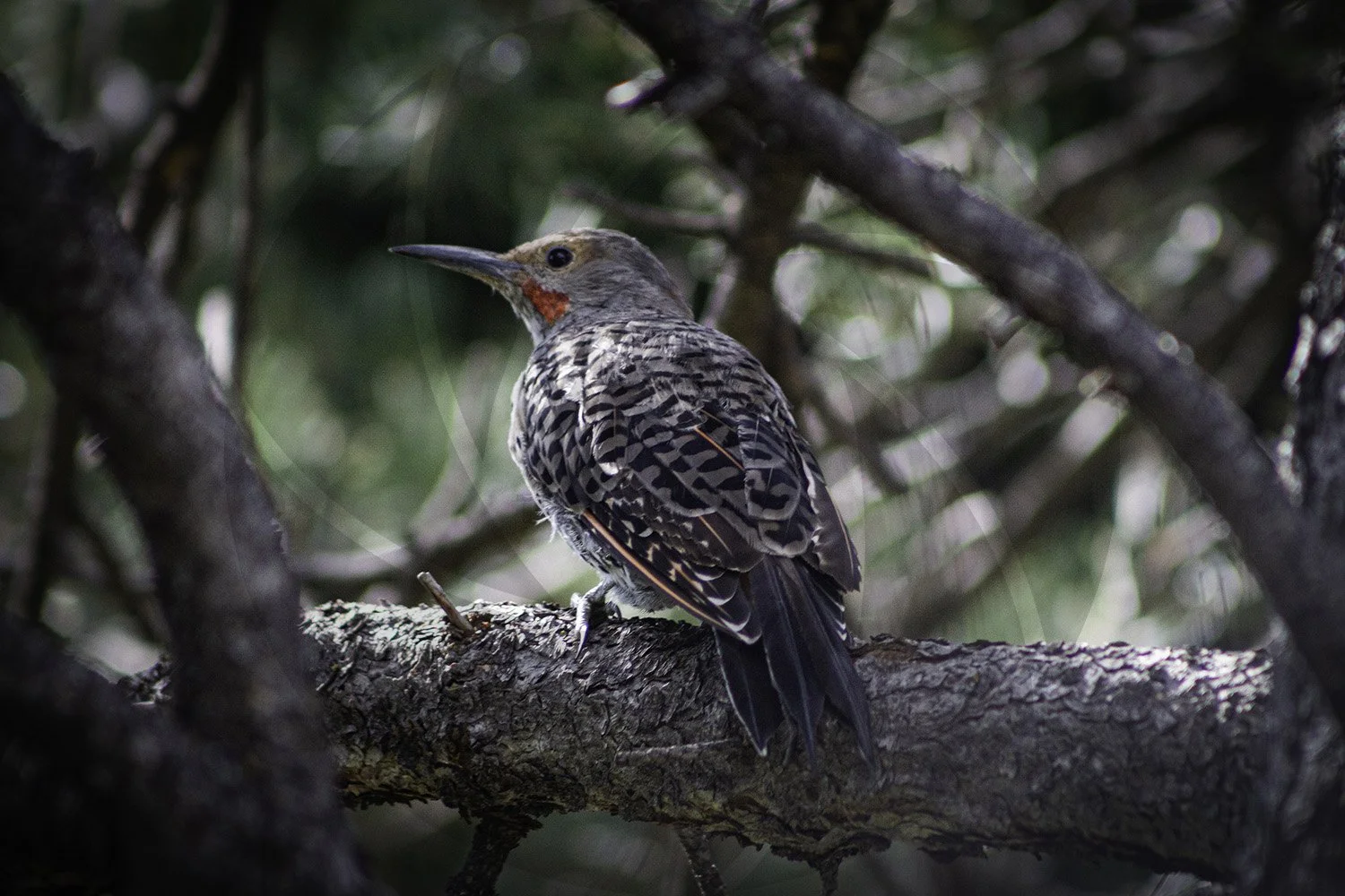 Bird1-1.jpg