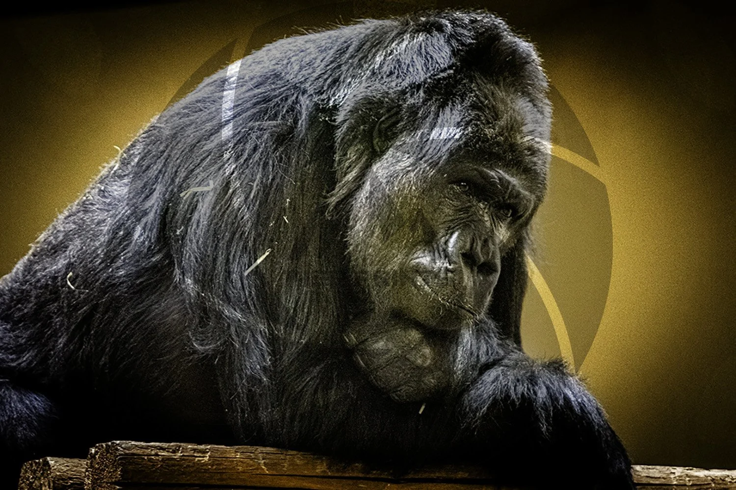 Gorilla.jpg
