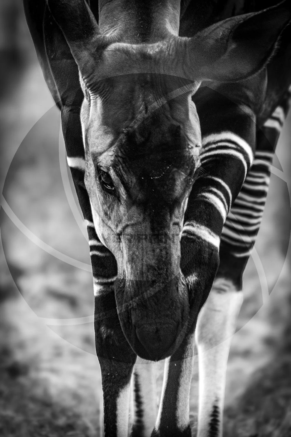 Okapi-Black and White.jpg