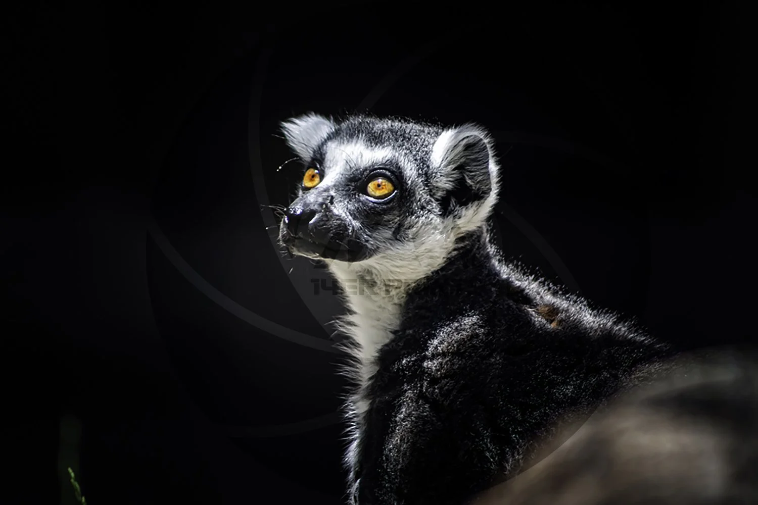 RingTale Lemur.jpg