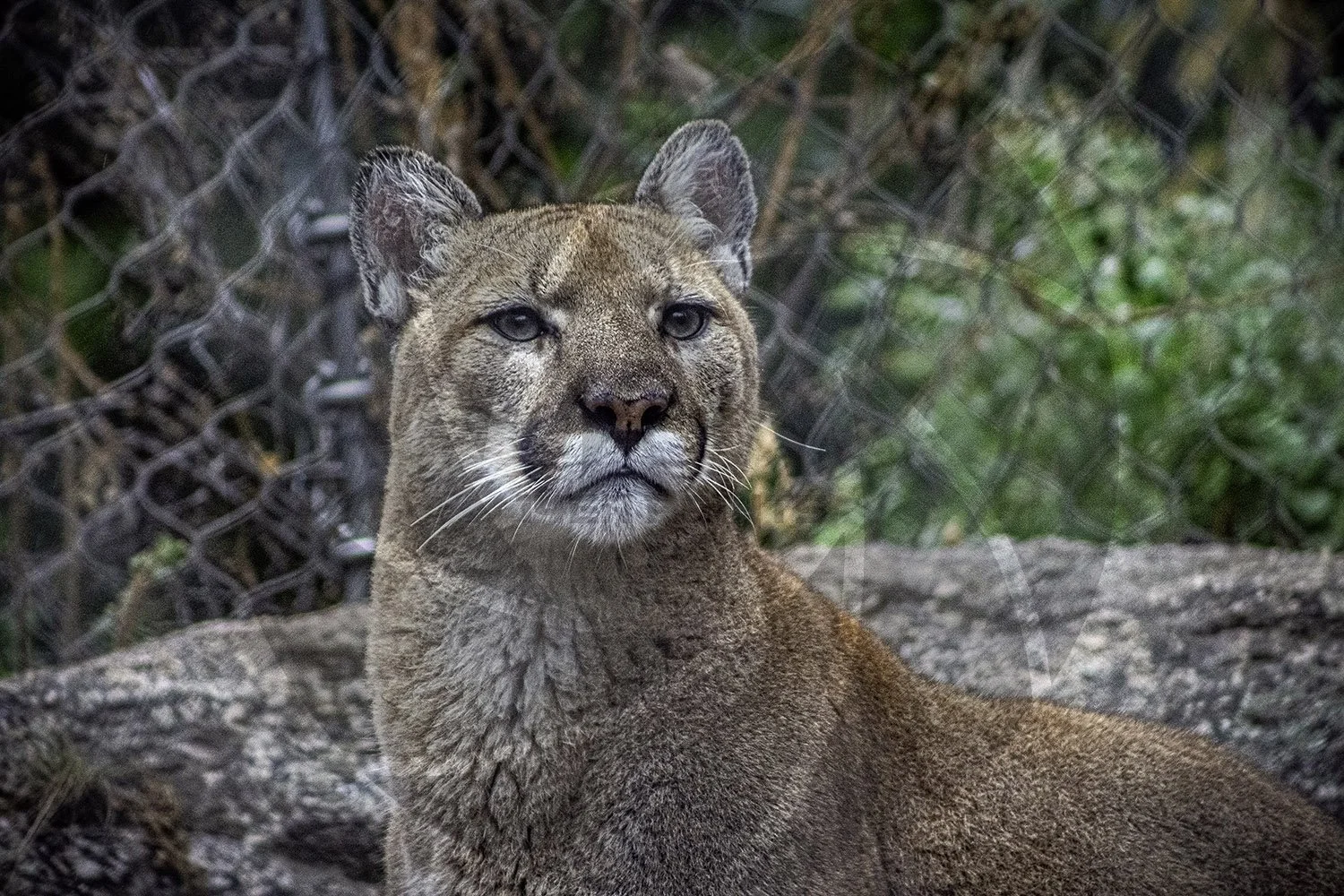 Cougar1.jpg