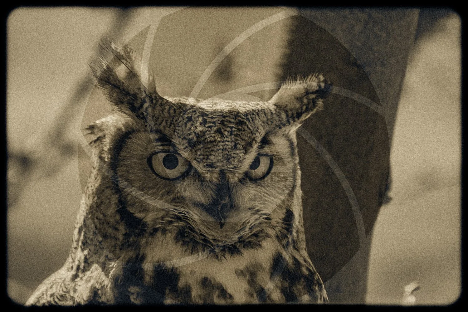 OWL6-1.jpg