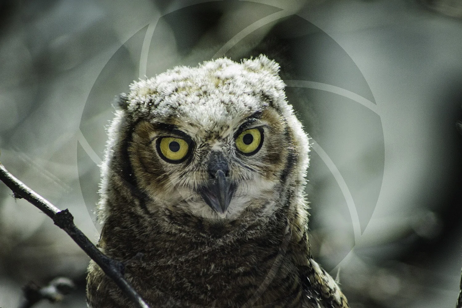 OWL5.jpg