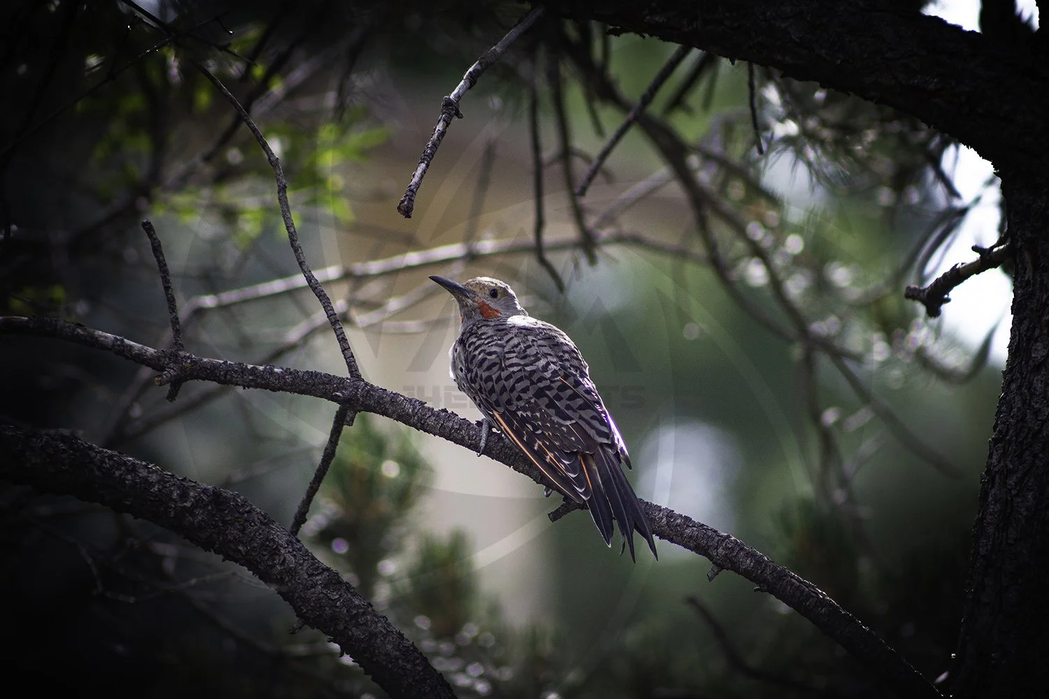 Bird1-2.jpg