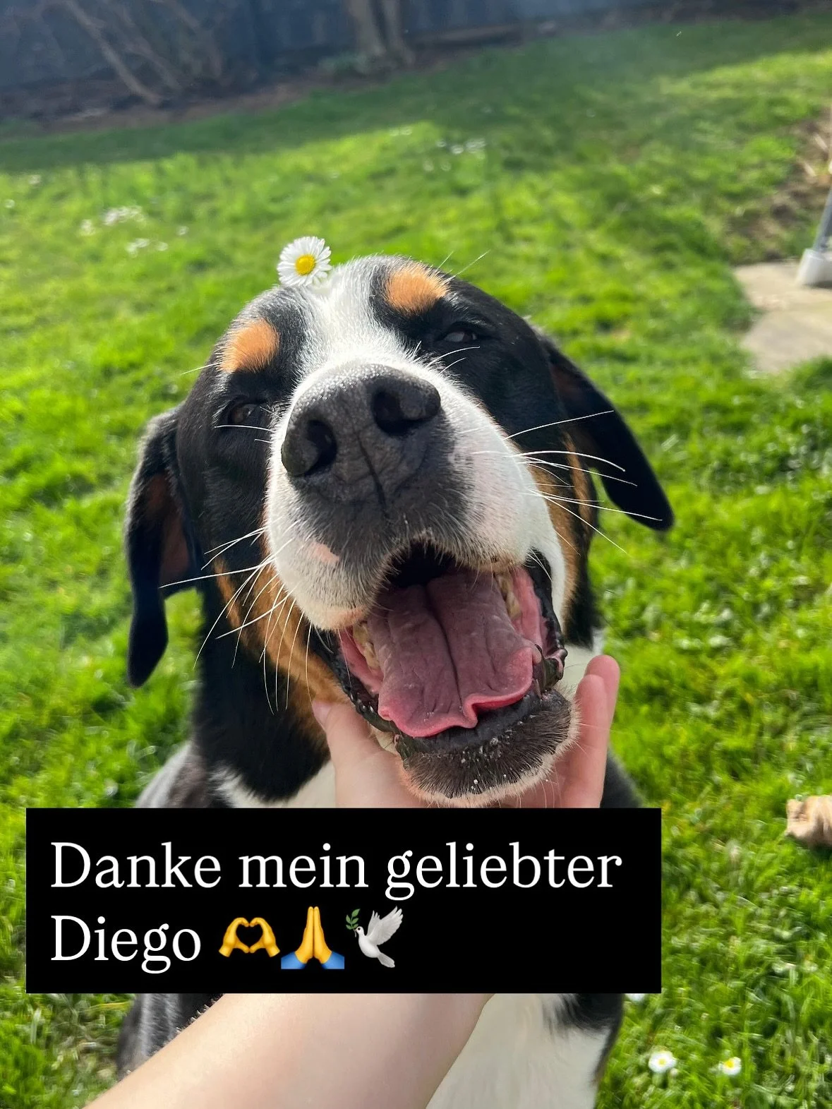 🕊️ Danke, mein lieber geliebter Diego 🤍

Danke f&uuml;r Deine Spiegelungen,
f&uuml;r Deinen Gesang, Deine ganz eigene Art, mit uns zu sprechen.
Danke, dass Du meine weise Seele warst 
treu, sanft, stark.

Du hast uns gezeigt, was es hei&szlig;t, da