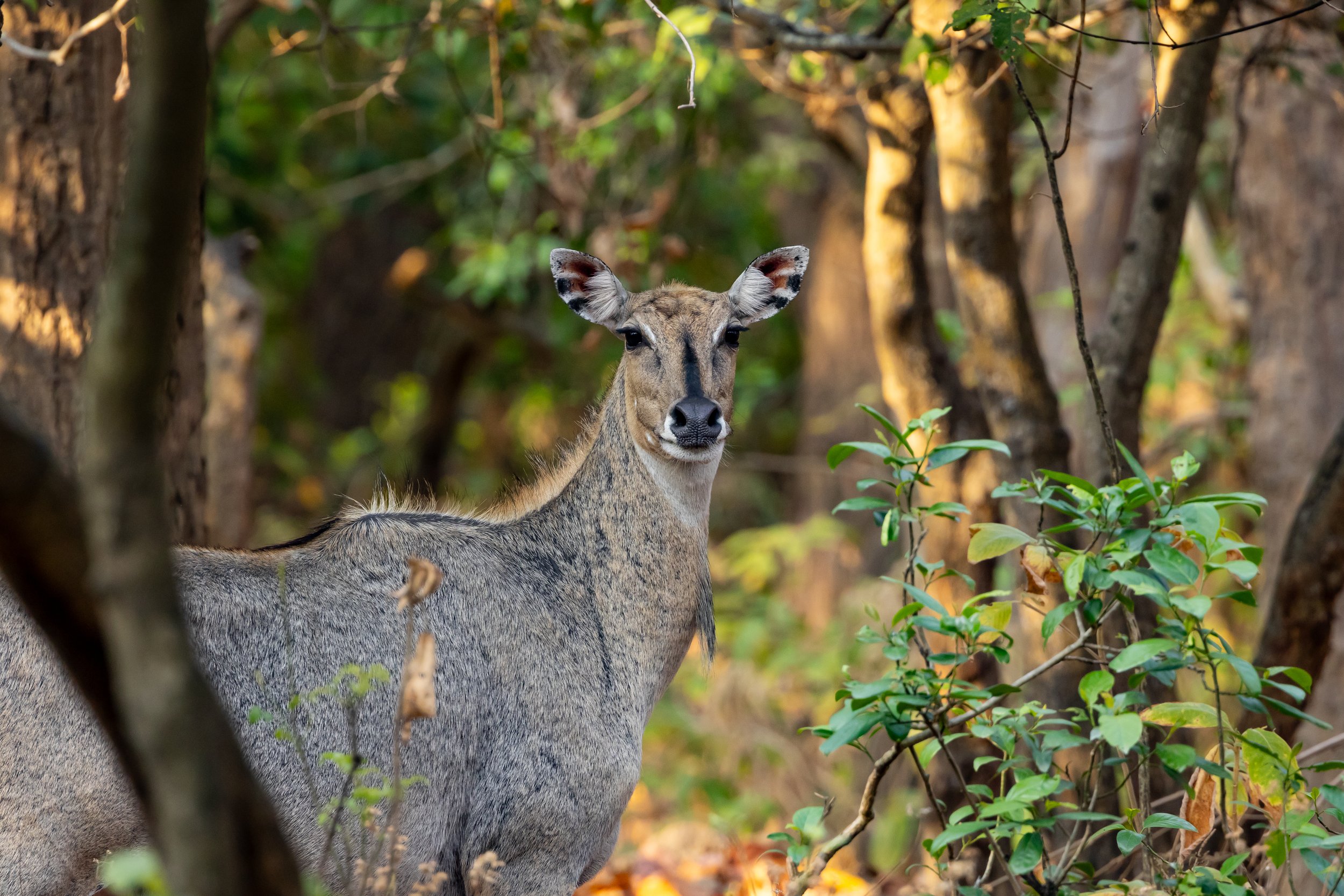 nilgai-_MG_2769-sukriti-singh.jpg