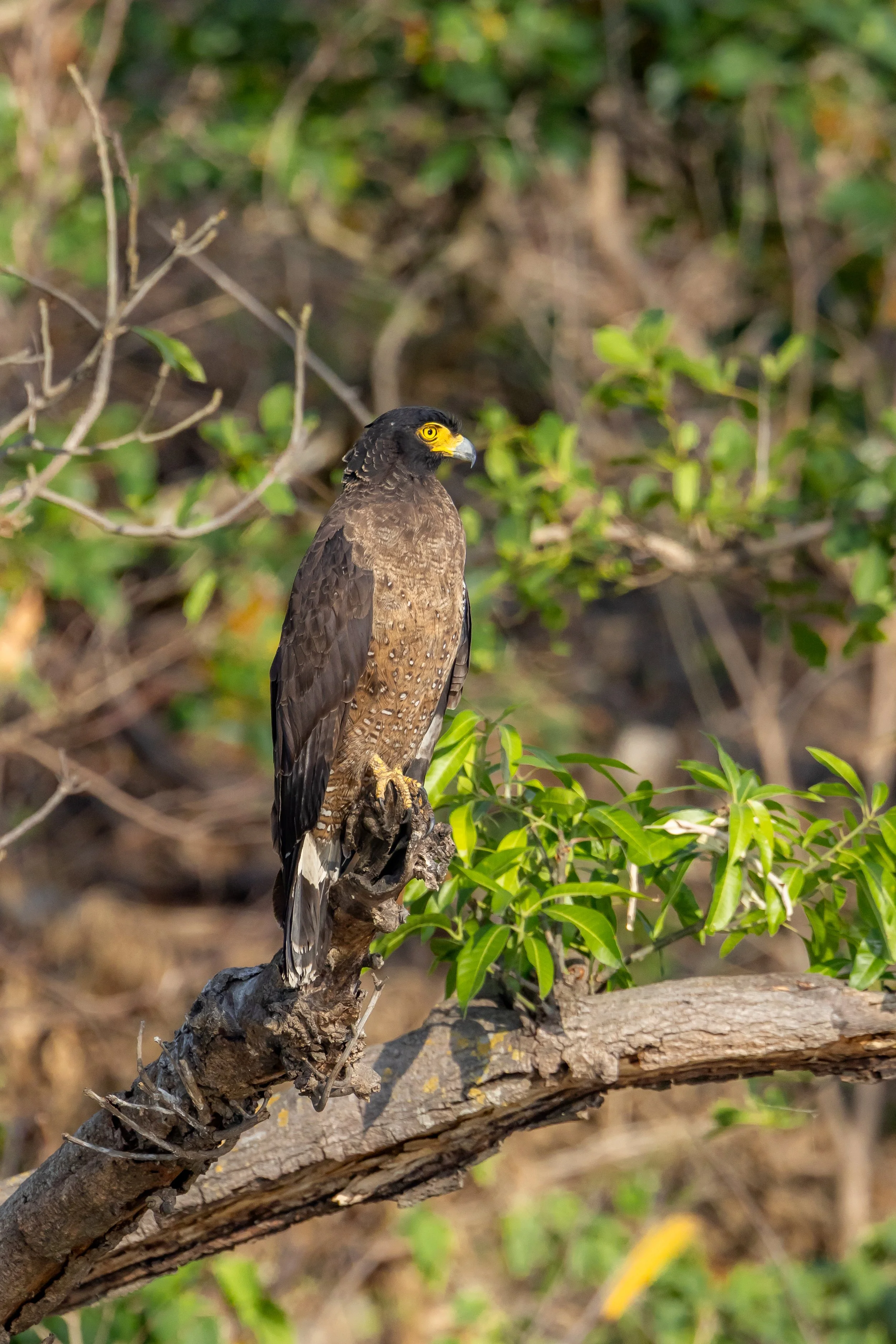 serpent-eagle-_MG_3306-sukriti-singh.jpg